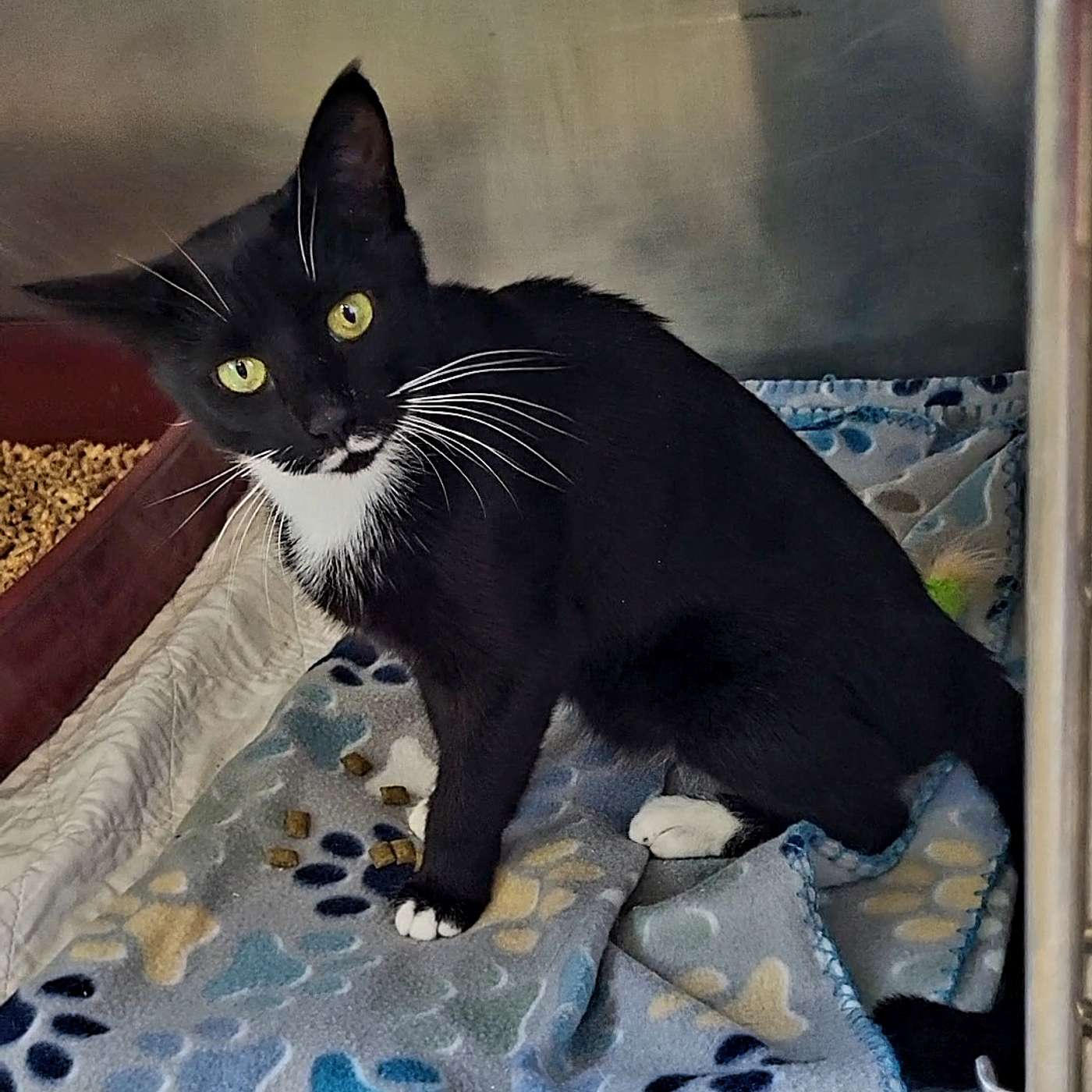 Please meet Meghan Trainor! She's our POP-PAW-RAZZI Superstar of the Week!