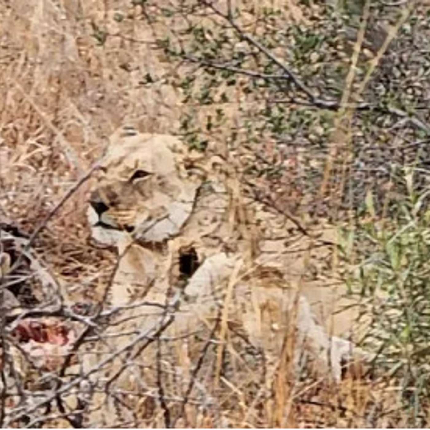 The African Bush and your "why" for financial planning The African Bush and your "why" for financial planning
