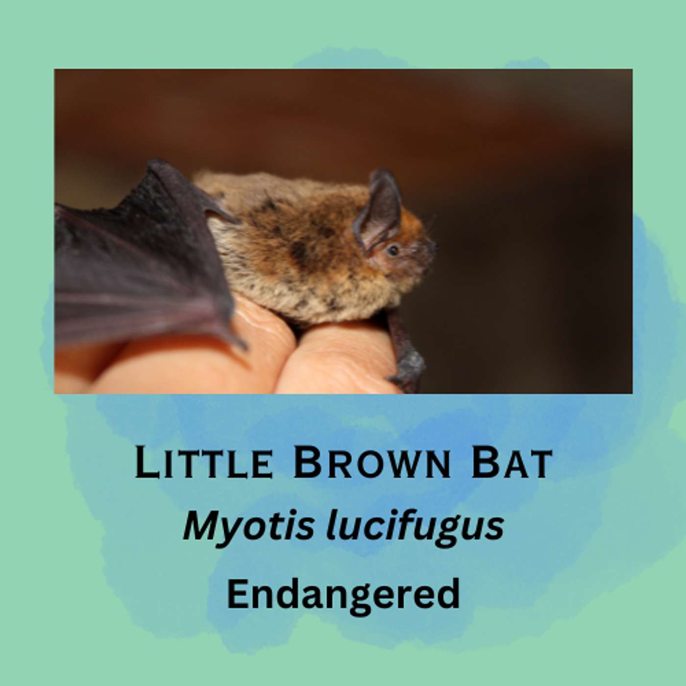 Little Brown Bat: Tiny Sky Shark