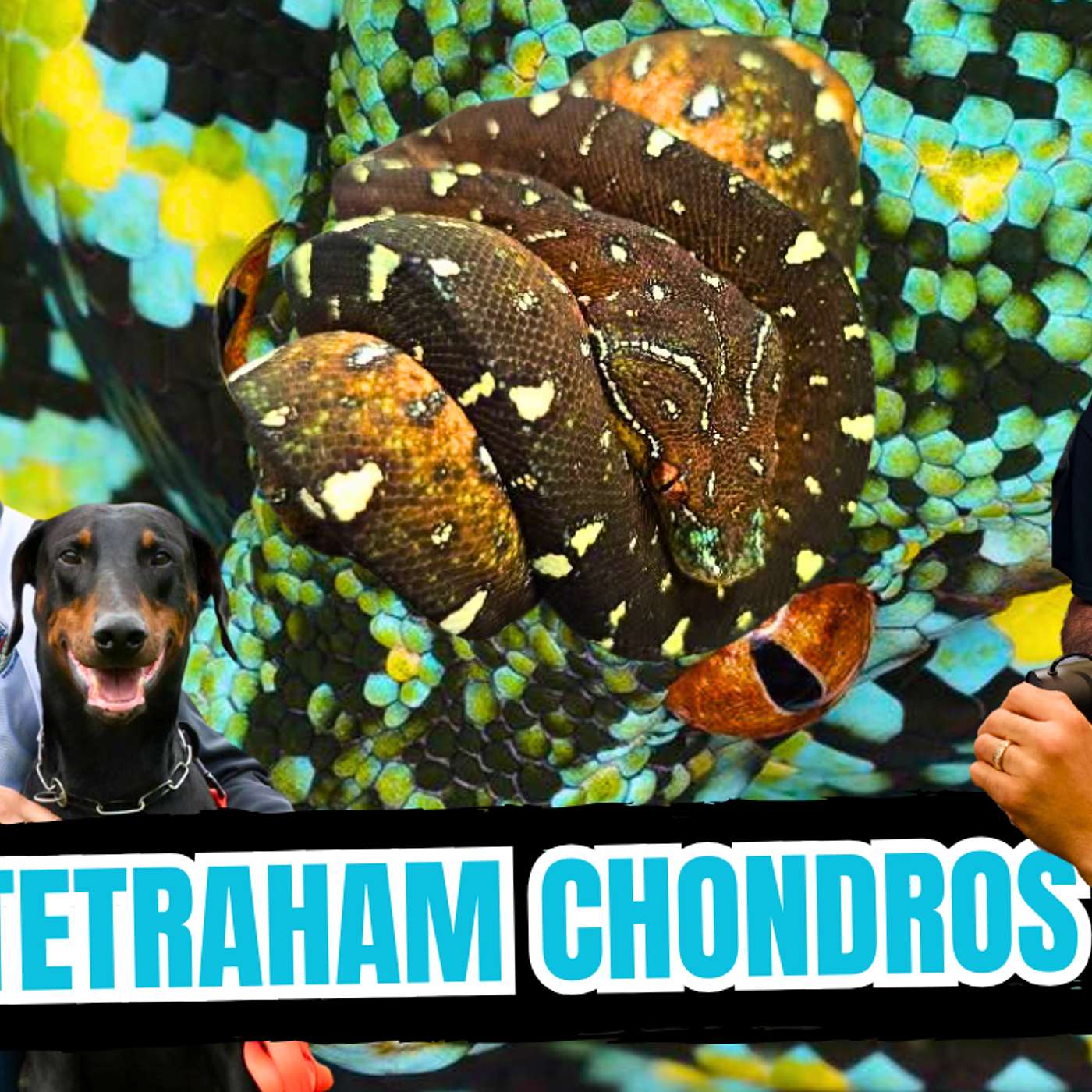 How To Properly Swab & Submit A Nido Test For Green Tree Pythons | All In The Tree Tuesday Liv