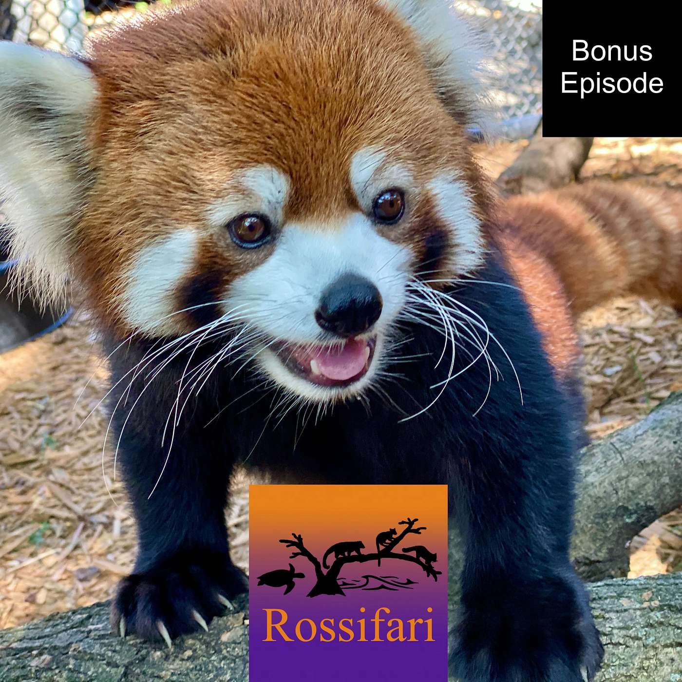 Special Bonus Episode - Saying Goodbye to Lin the Red Panda at the Cincinnati Zoo