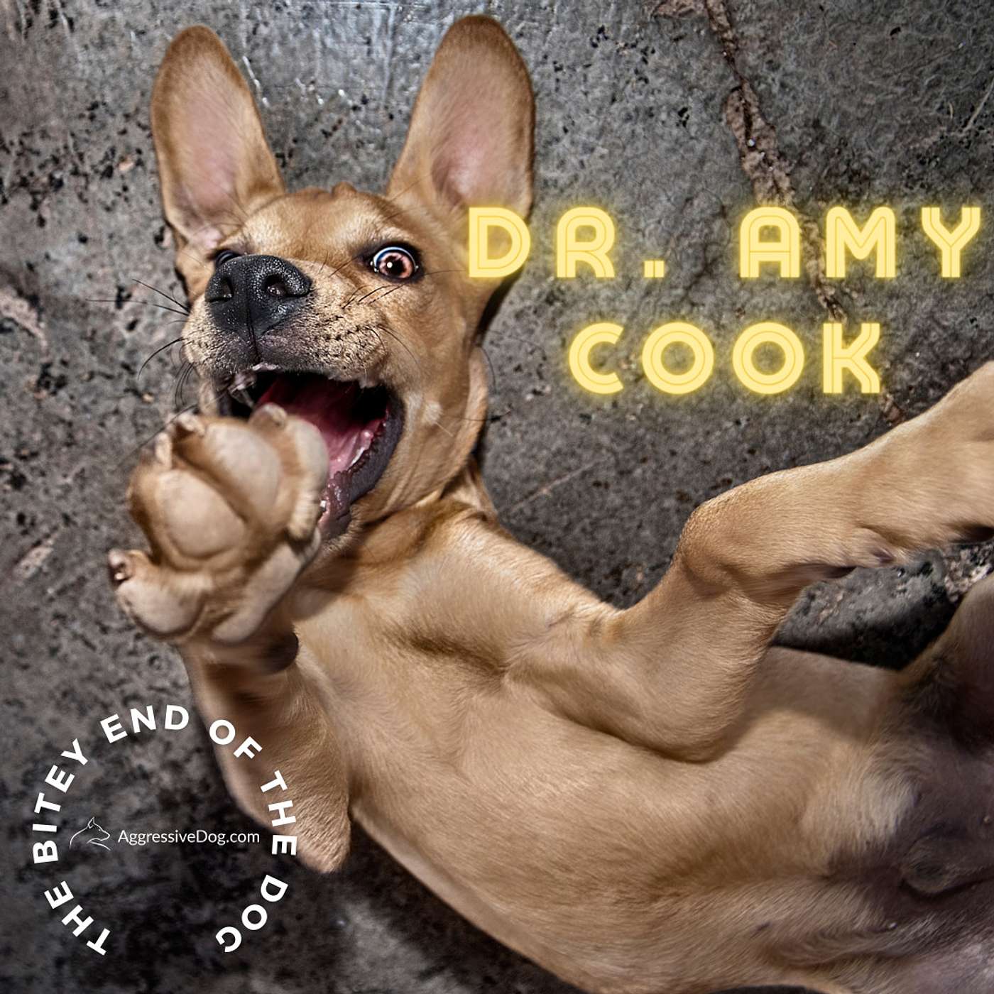 Dr. Amy Cook PhD