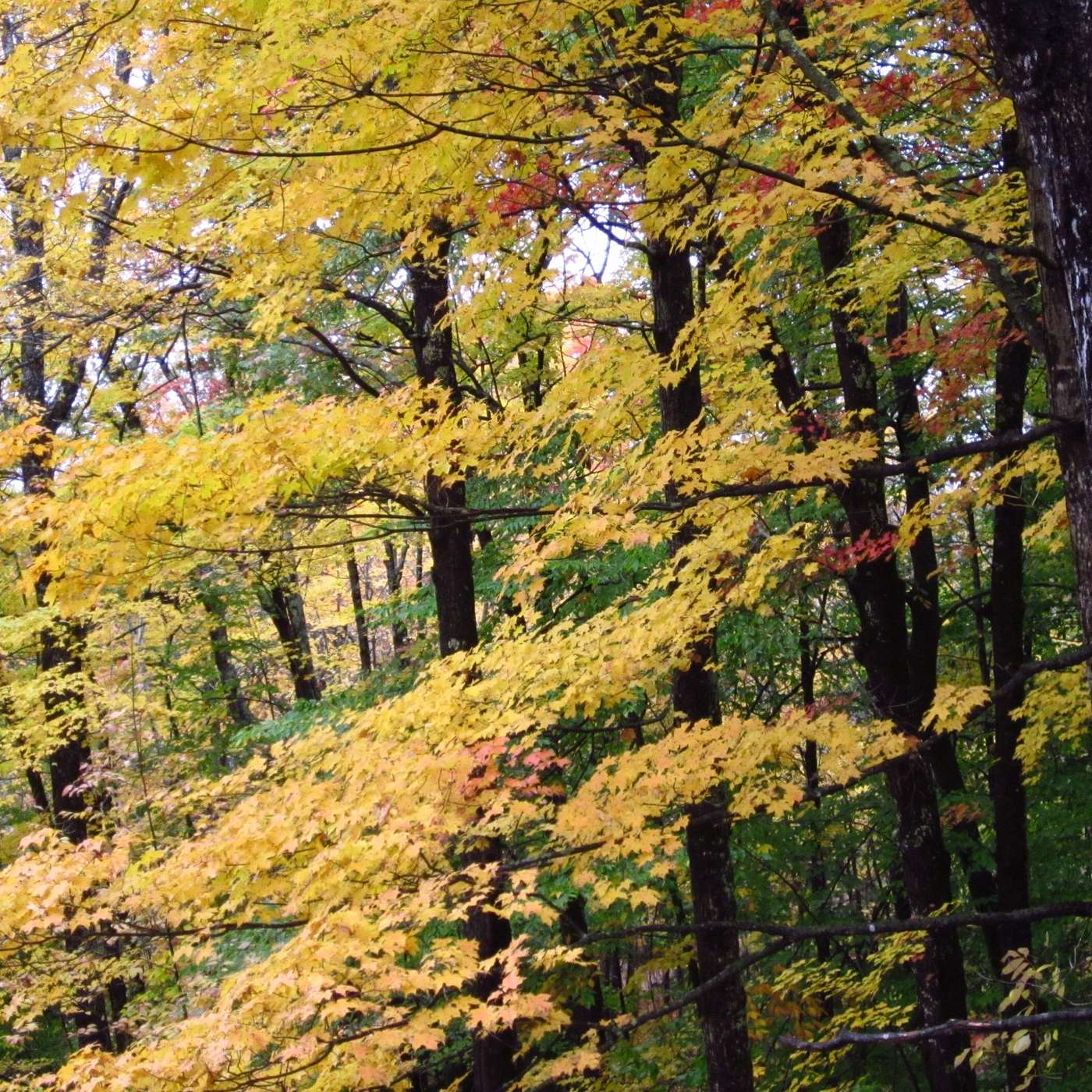 A YELLOW WORLD