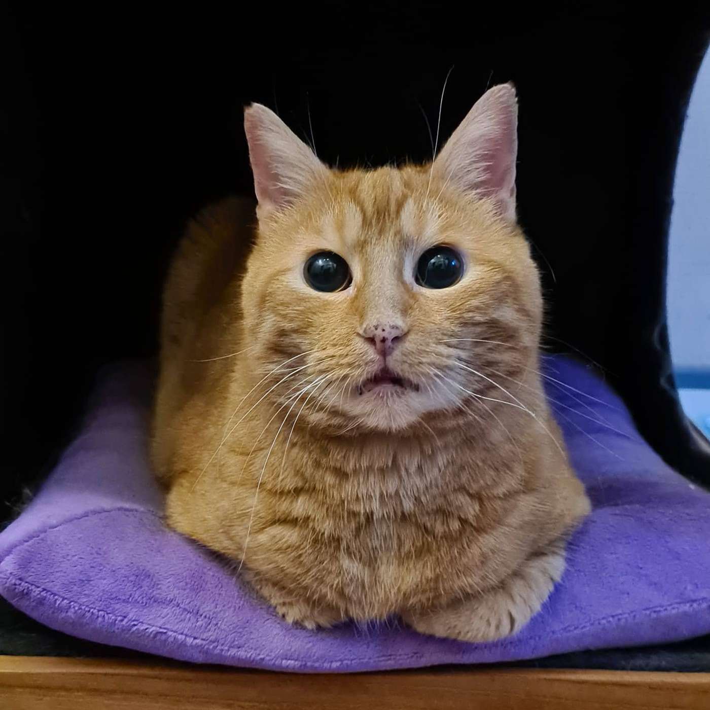 Furriends For Life