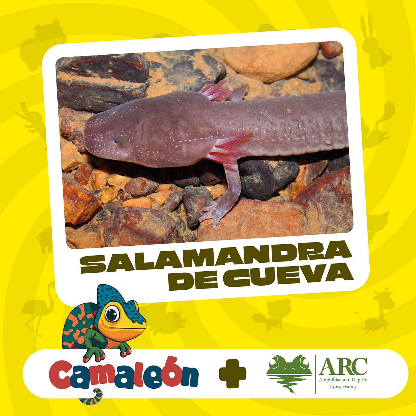 Salamandra de la cueva: ¿Cómo sobrevive en la oscuridad? episode artwork