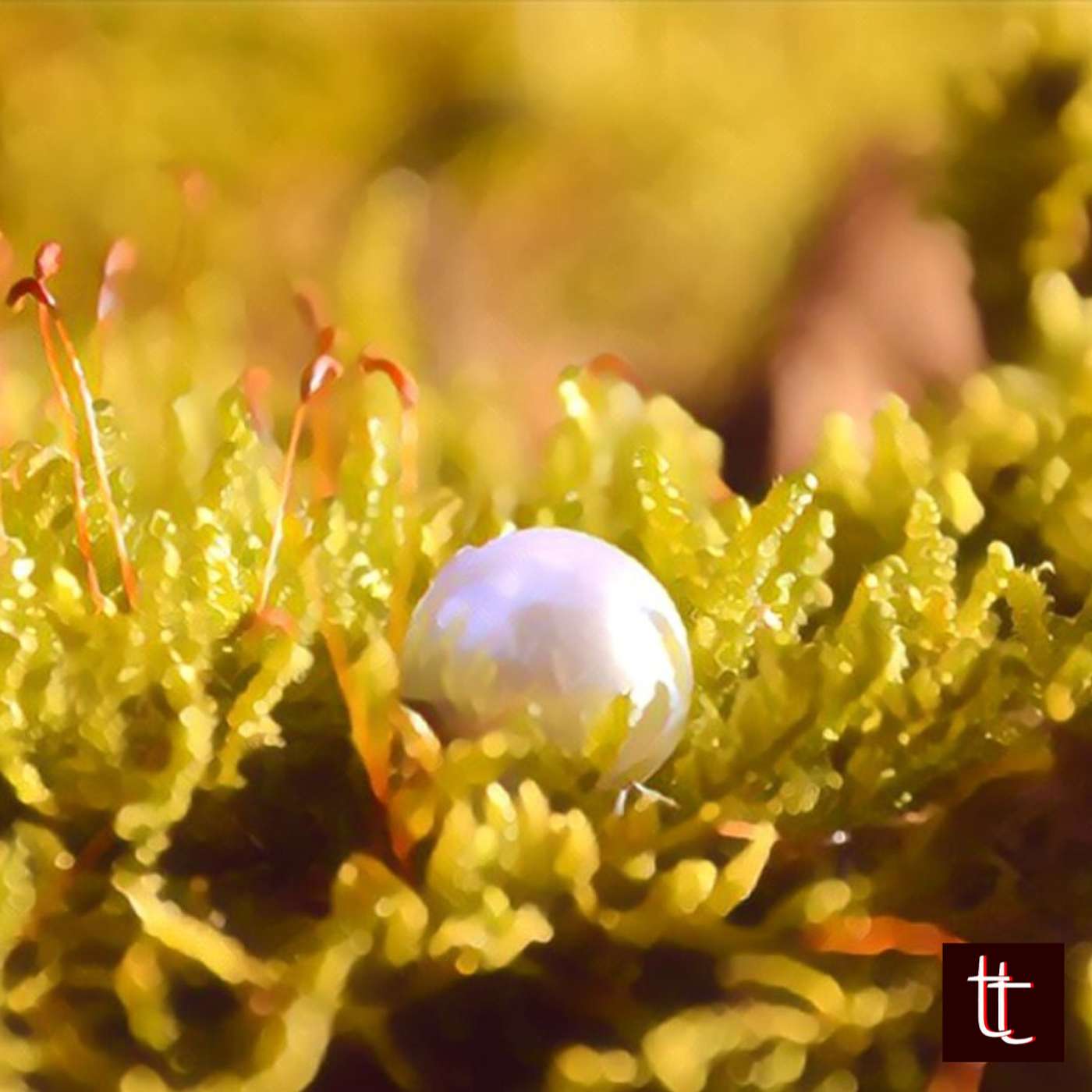 Tiny Tales