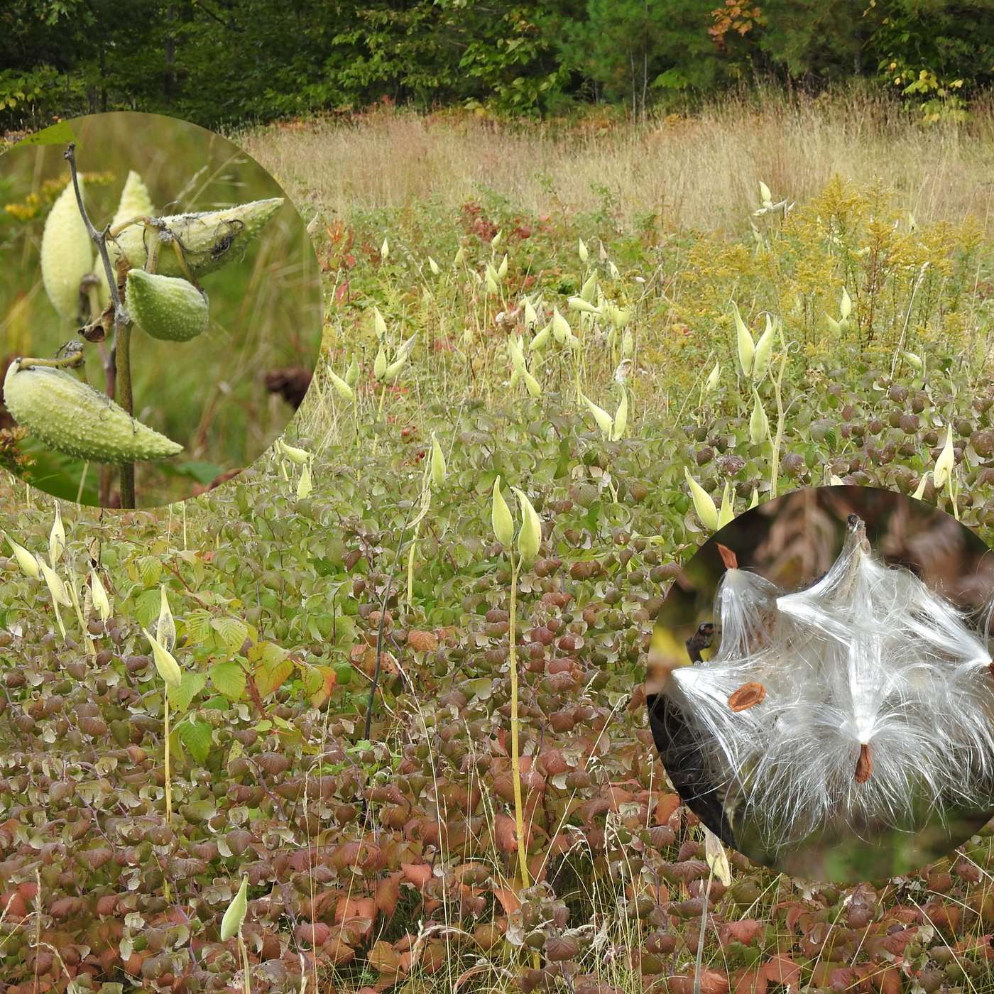 SUSTAINING LIFE IN THE FIELDS