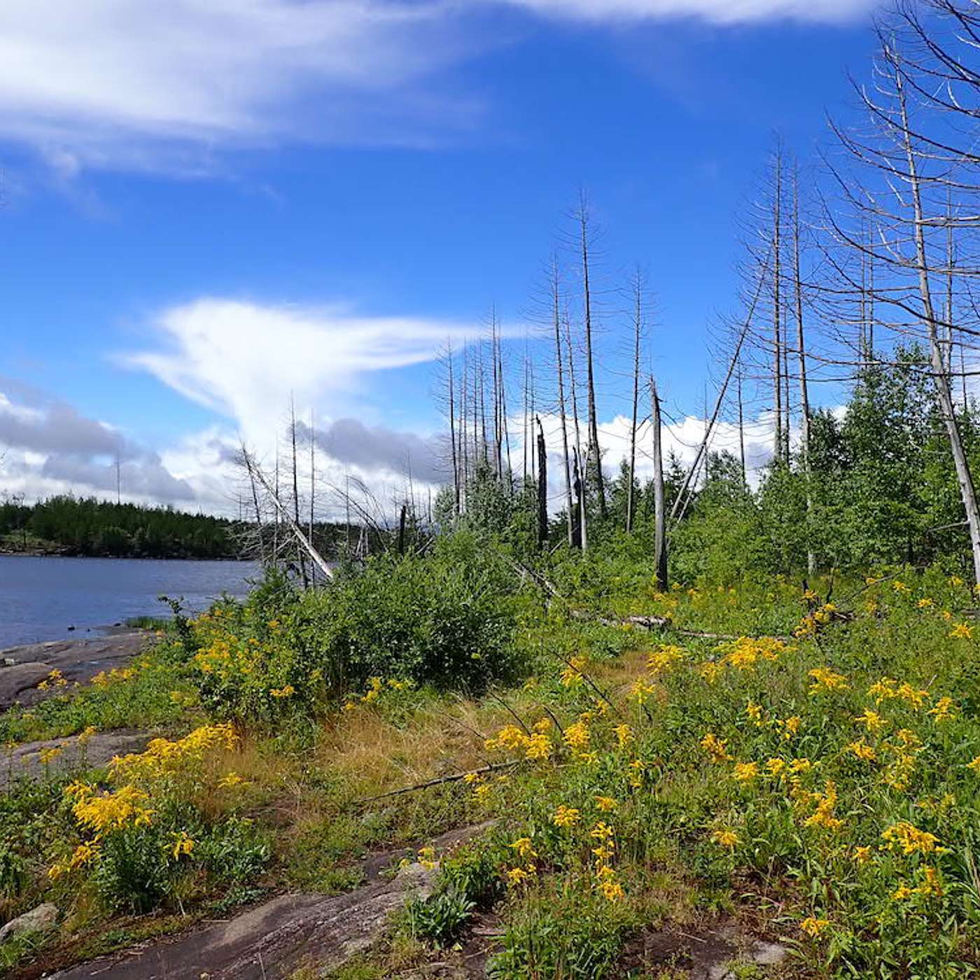 The Camp Voyageur Podcast