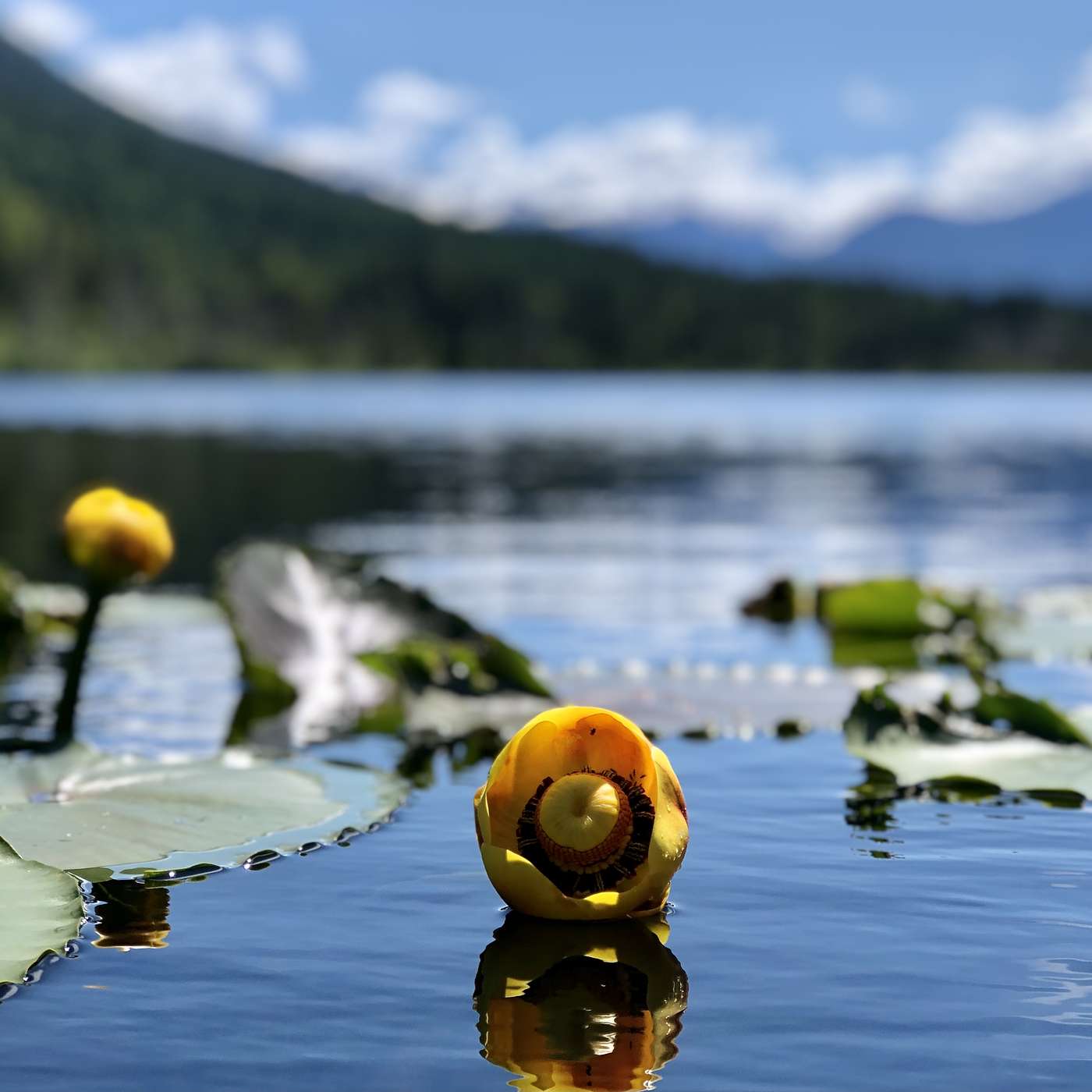 This is a Manifesting key: Neutral flow & Quantum field of potential explained