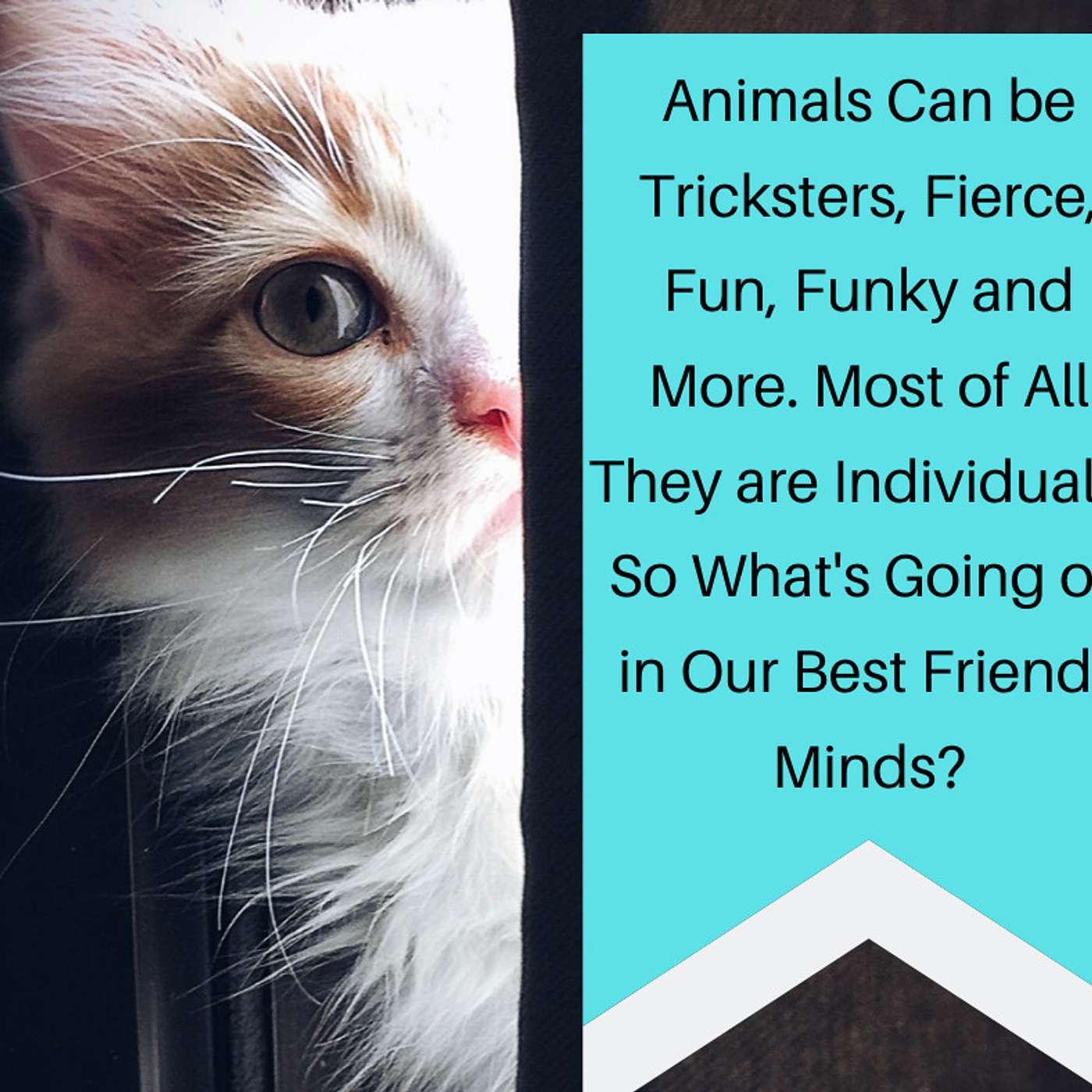 Animals Are Individuals Too