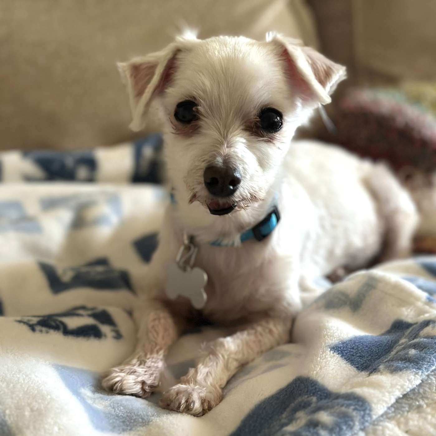 Sweet Suzanne: A Tender-Hearted Companion Looking for Her Forever Family