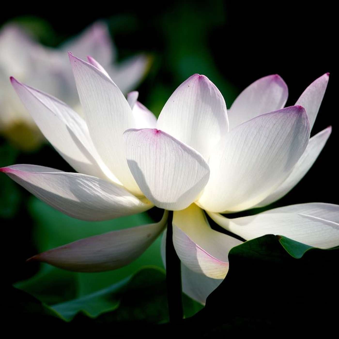 Heaven on Earth Mini Meditations