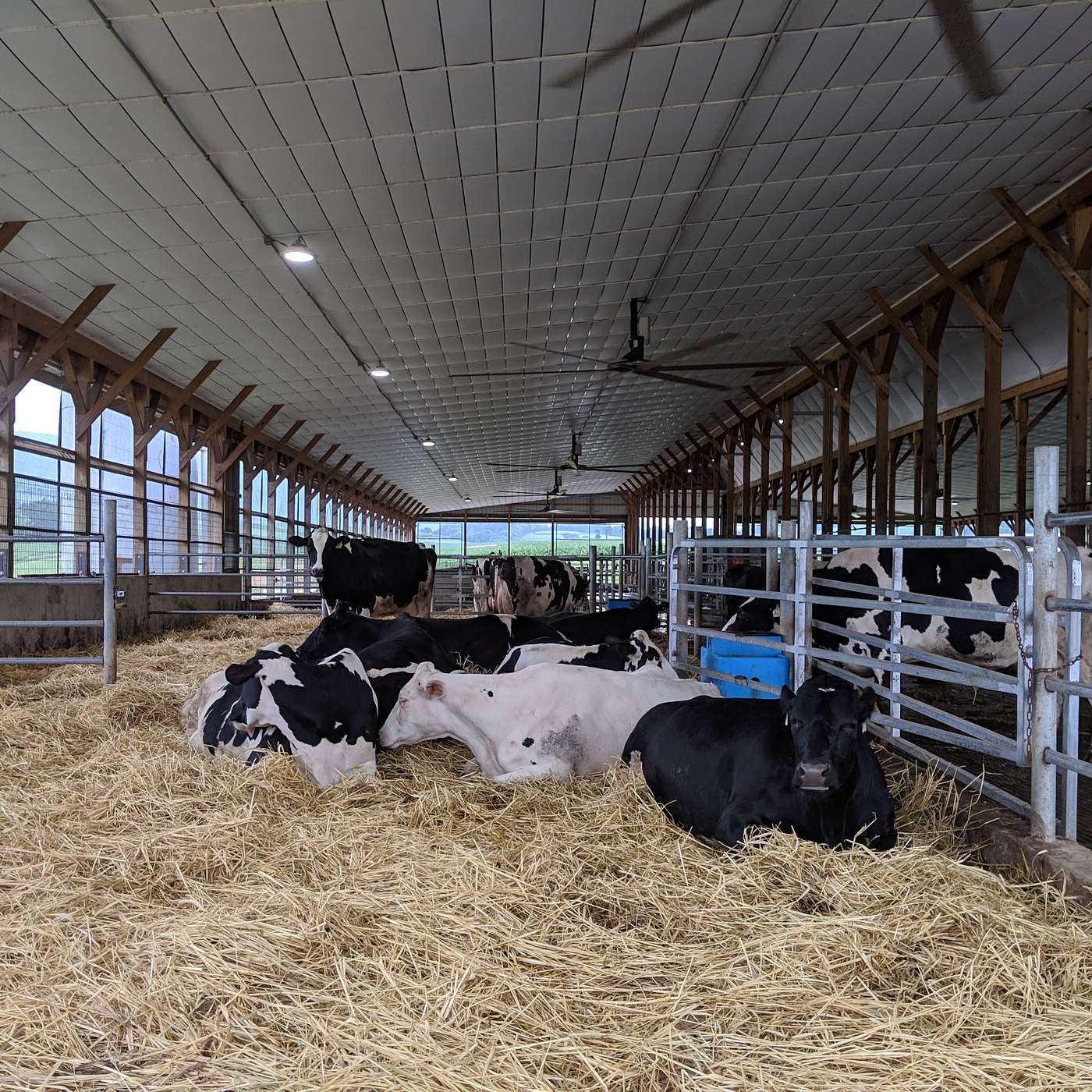 Episode 19.3: Using DHIA and Health Records to Identify Subclinical Ketosis in Your Dairy Herd episode artwork