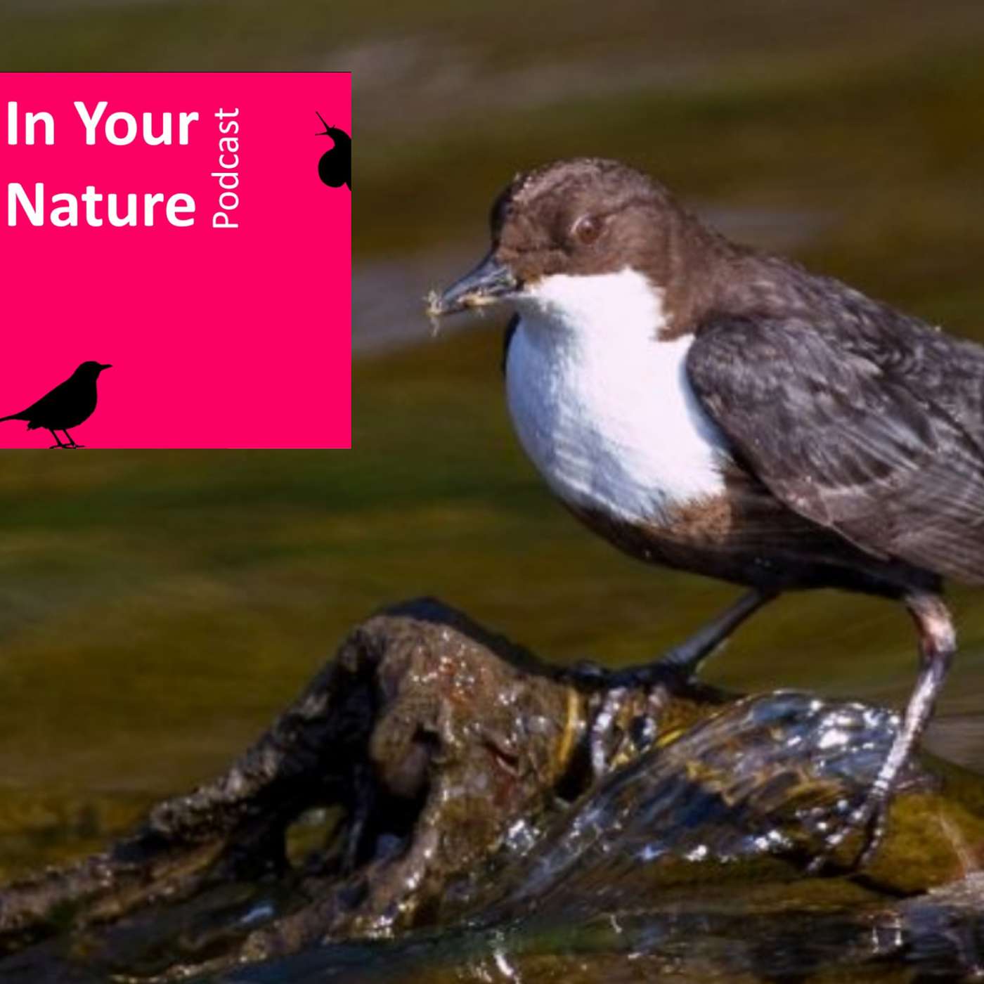 In Your Nature Ep 20 - Riverbirds