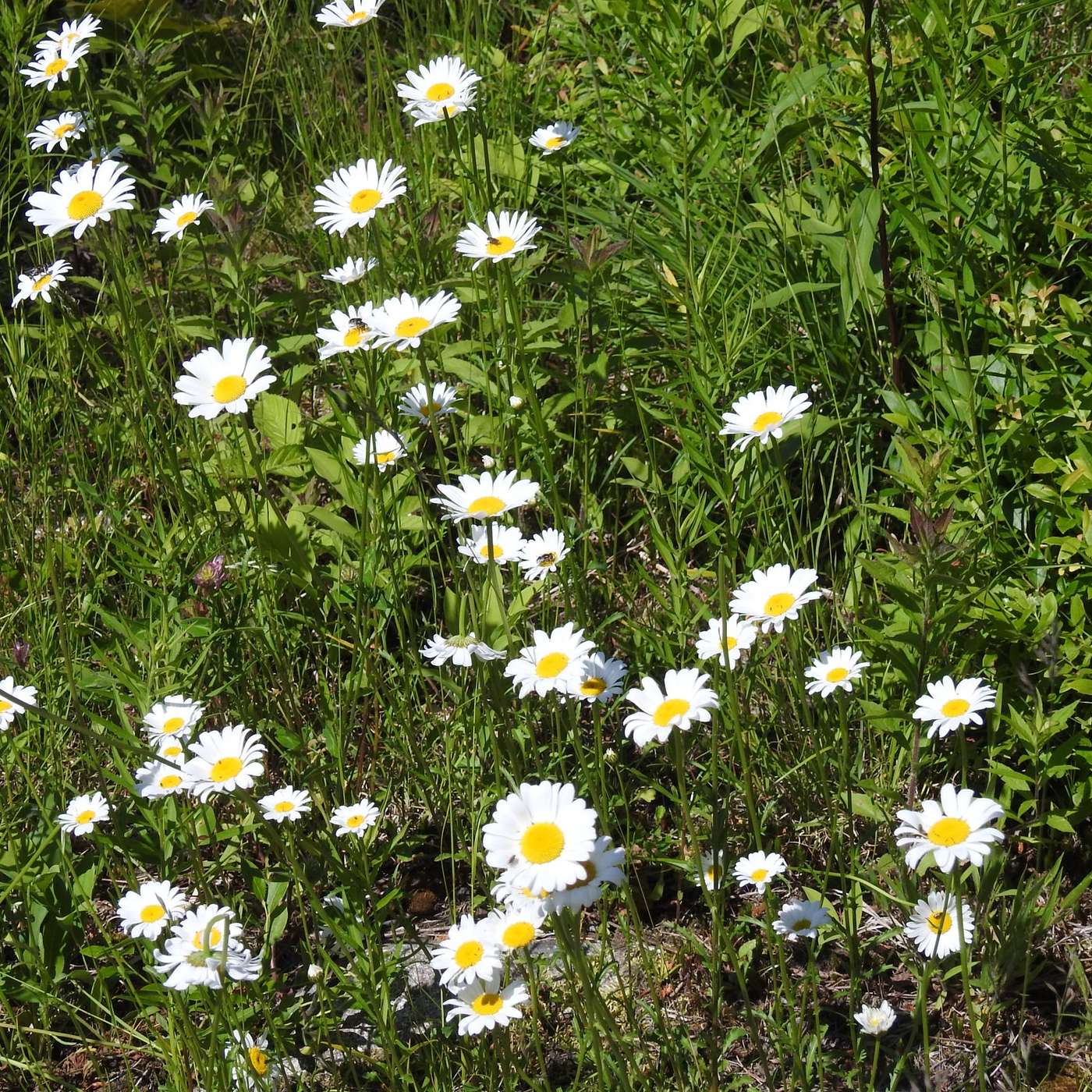 DAISIES