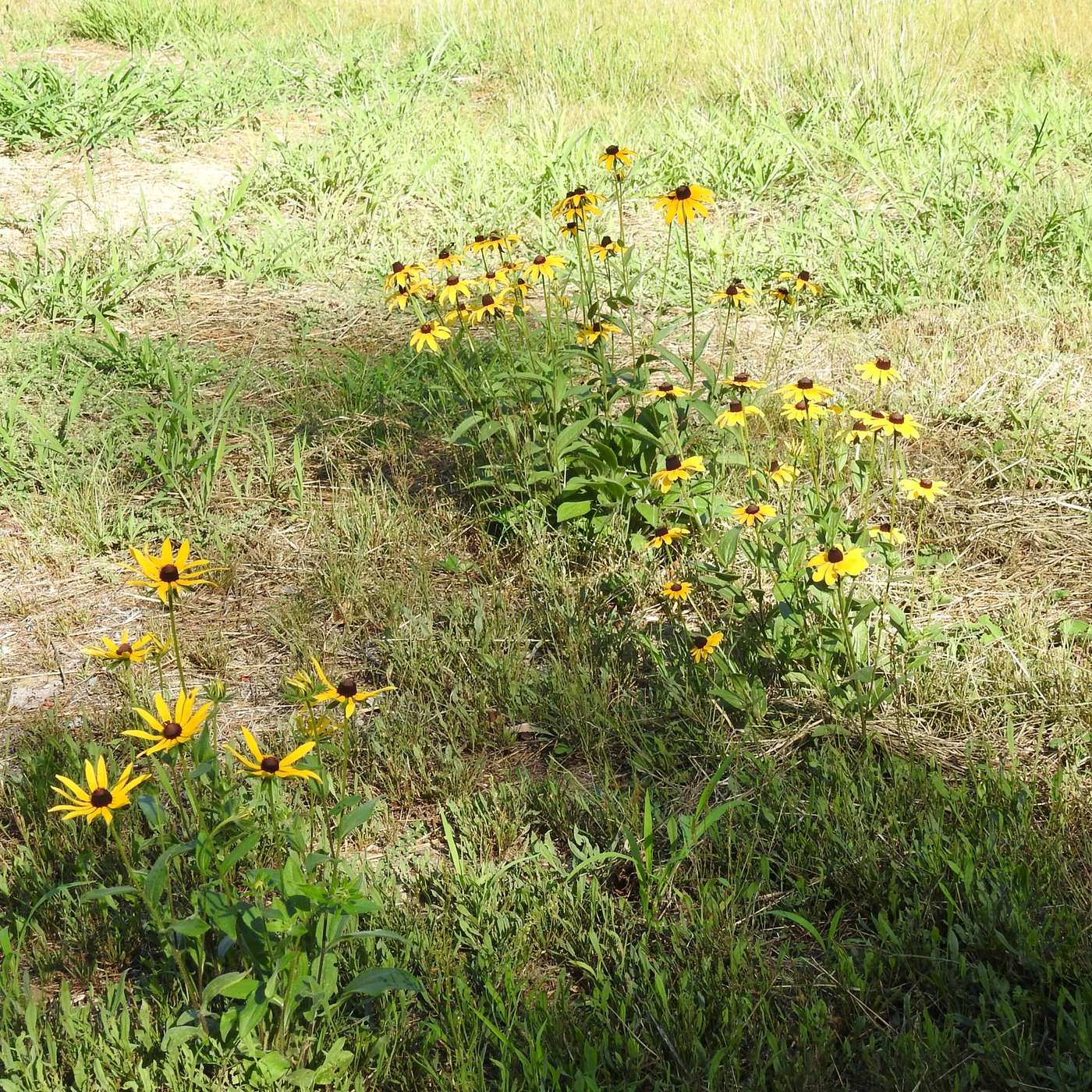 THE WILD LAWN, PART TWO