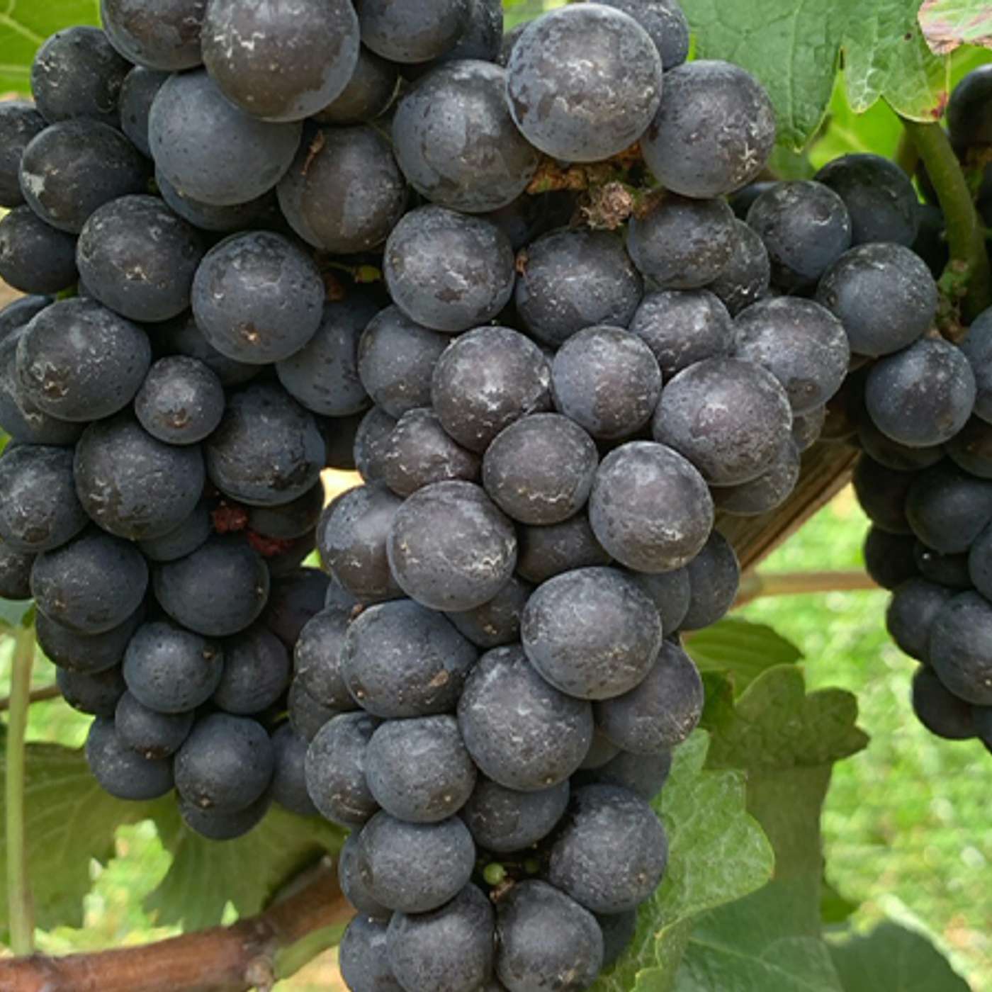 Between the Vines