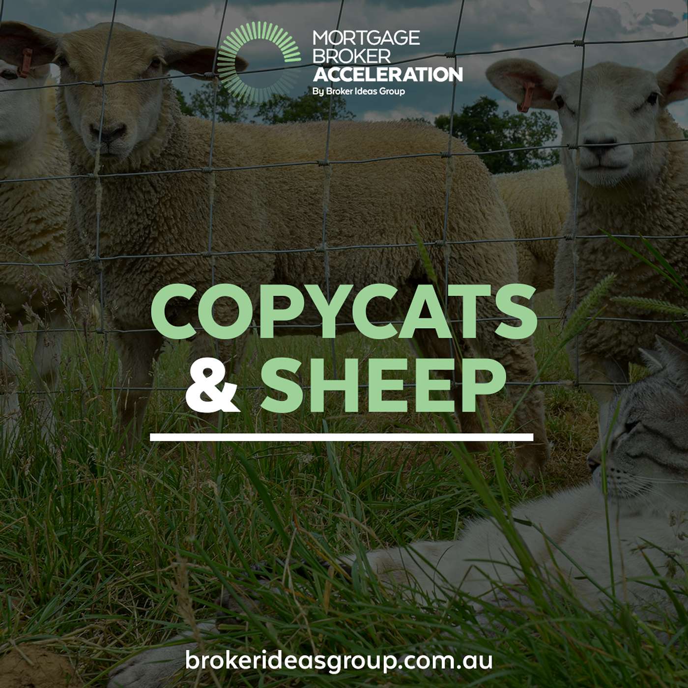 Copycats & Sheep