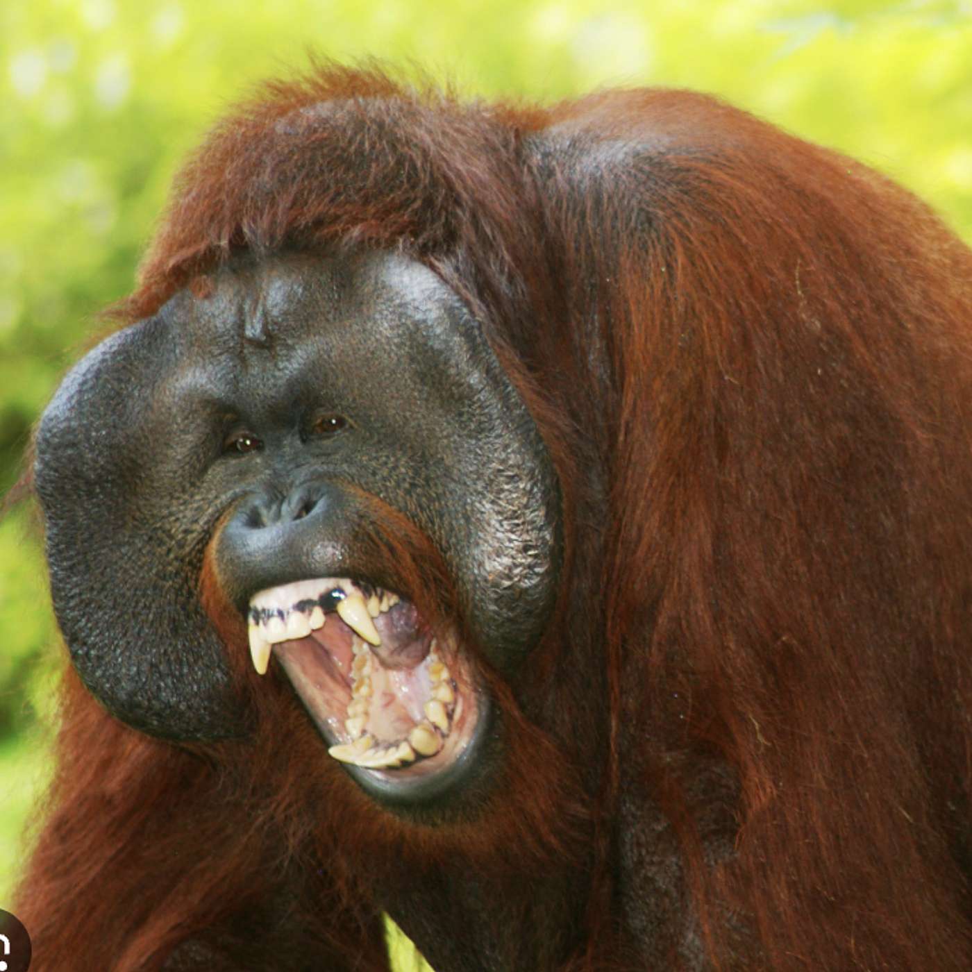 The Great Anarchists