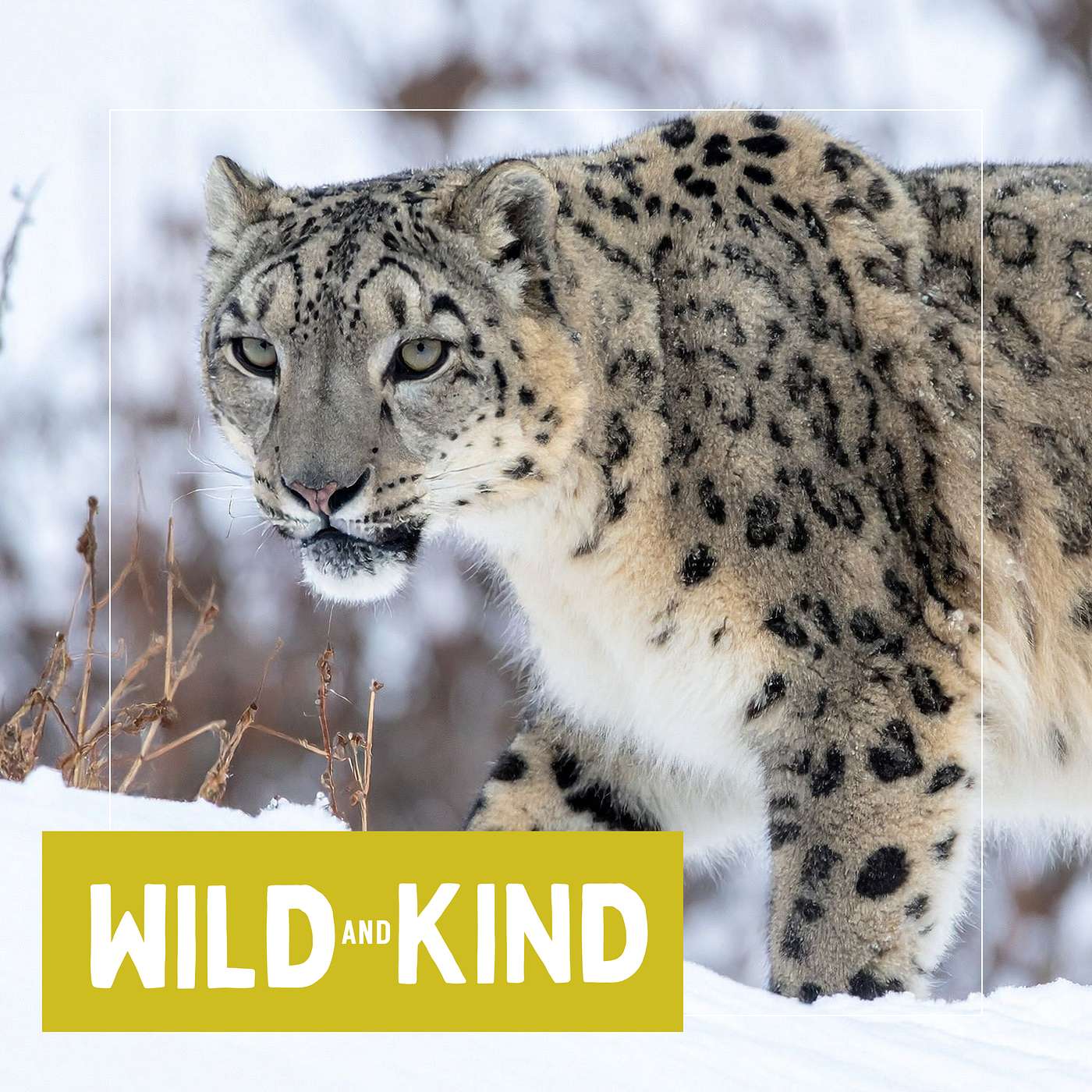 The Snow Leopard episode artwork