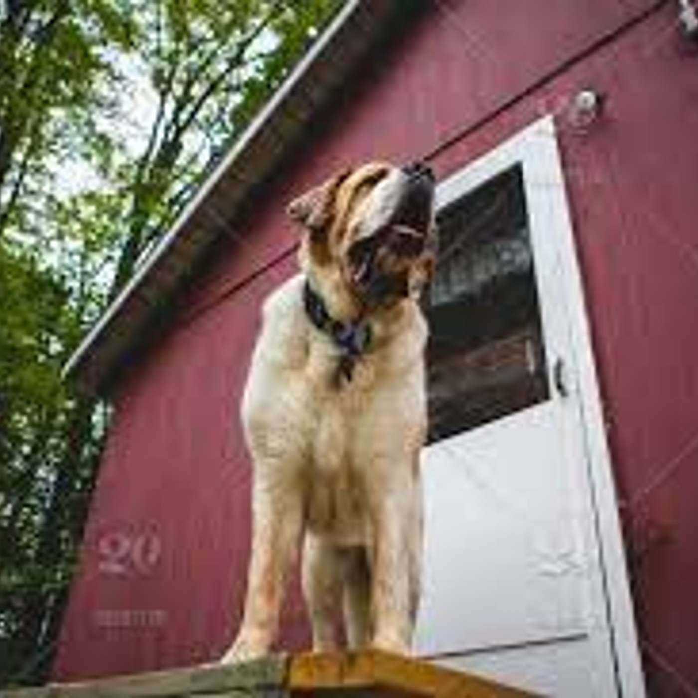 If You Want To Run With The Big Dogs