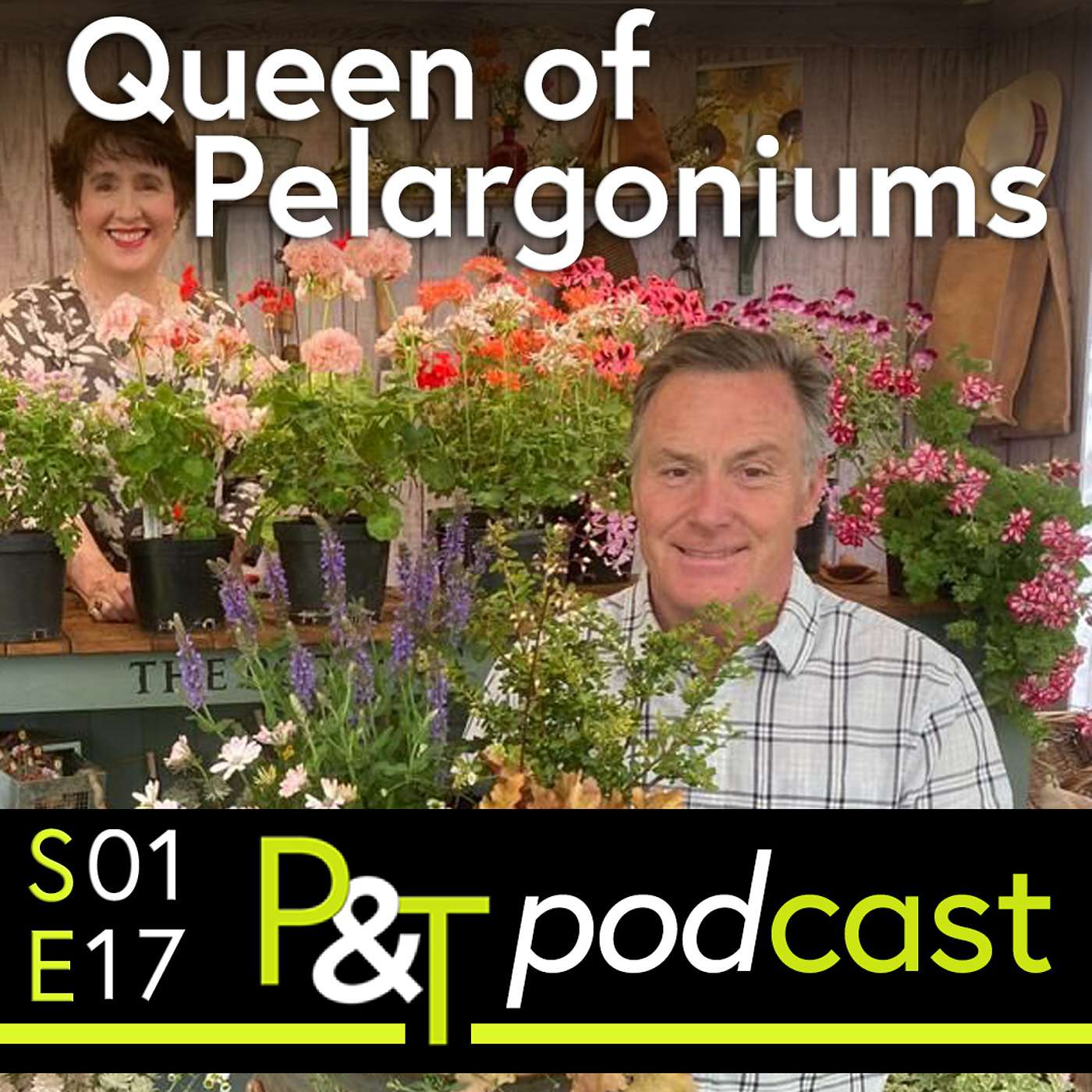 Queen of Pelargoniums & Hydrangea & Paperwhite Questions Answered