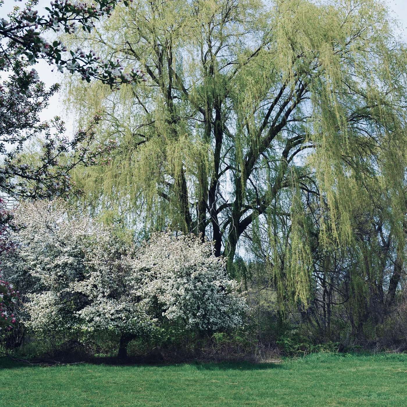 Of Spring (Roaming Poet)