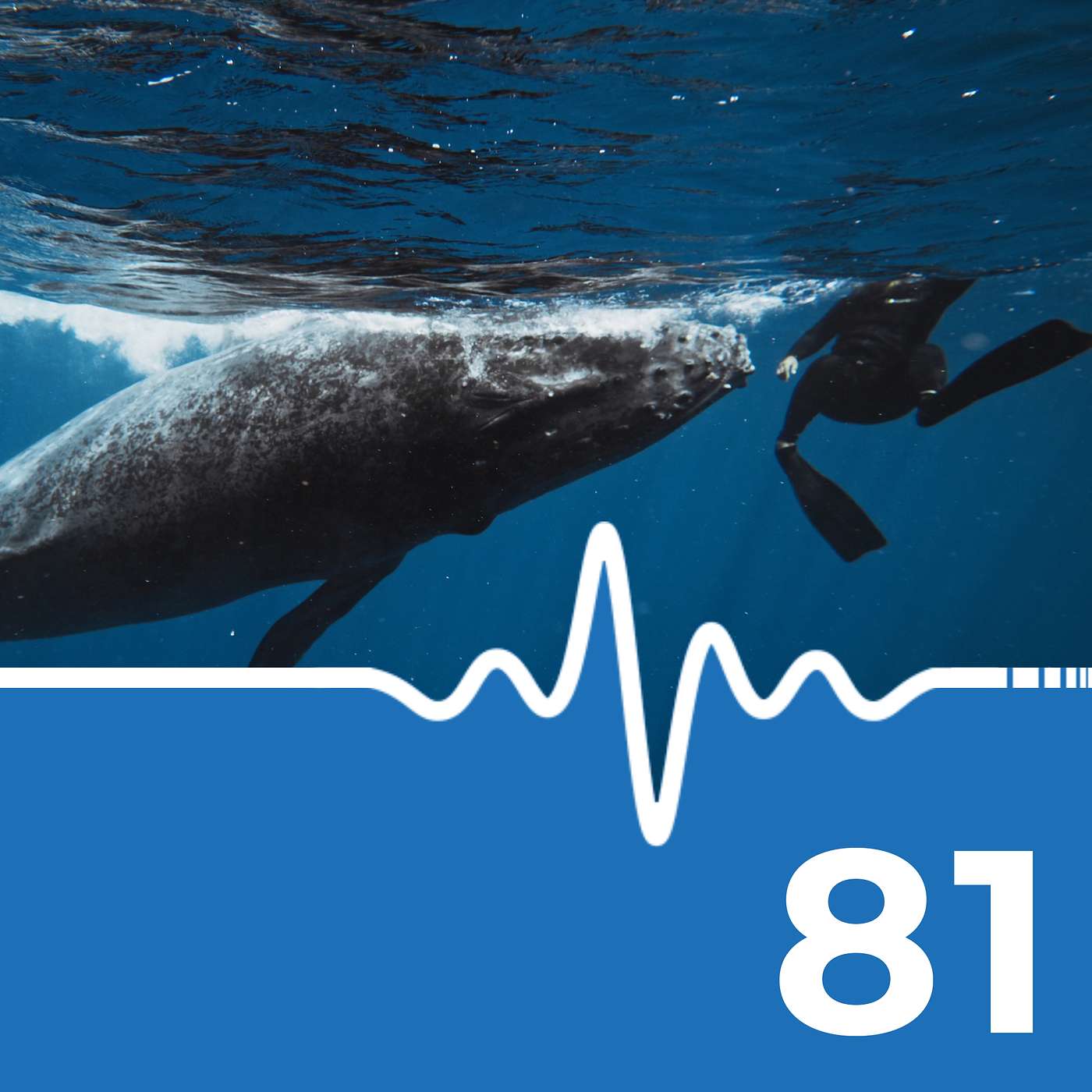 $30K Fine for Rescuing Humpback Whale #scuba #news #podcast