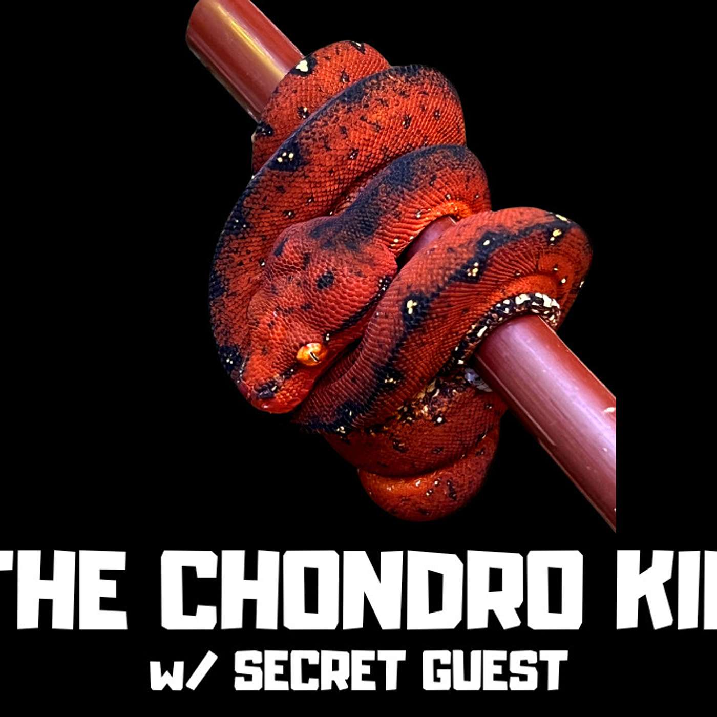 Joey Radulic dives deep into his Green Tree Python & Boelens Python projects | The Chondro Kid