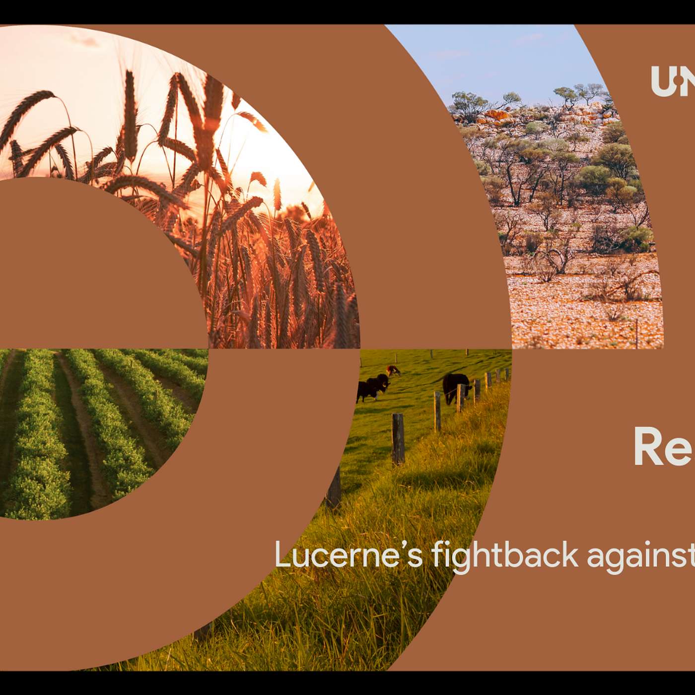 Resistance: Lucerne’s fightback against insect pests