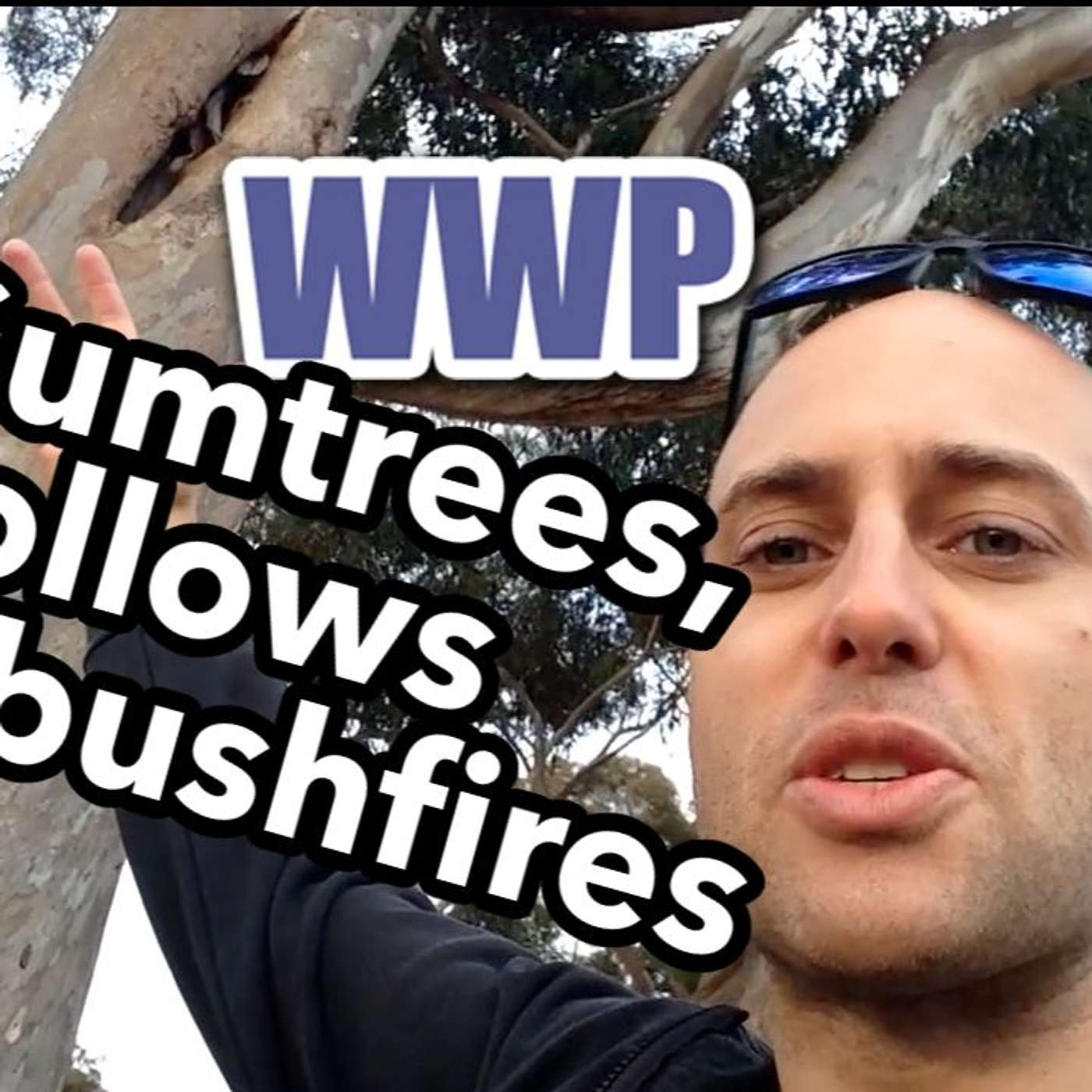 WWP: Gum trees, Hollows & Bushfires