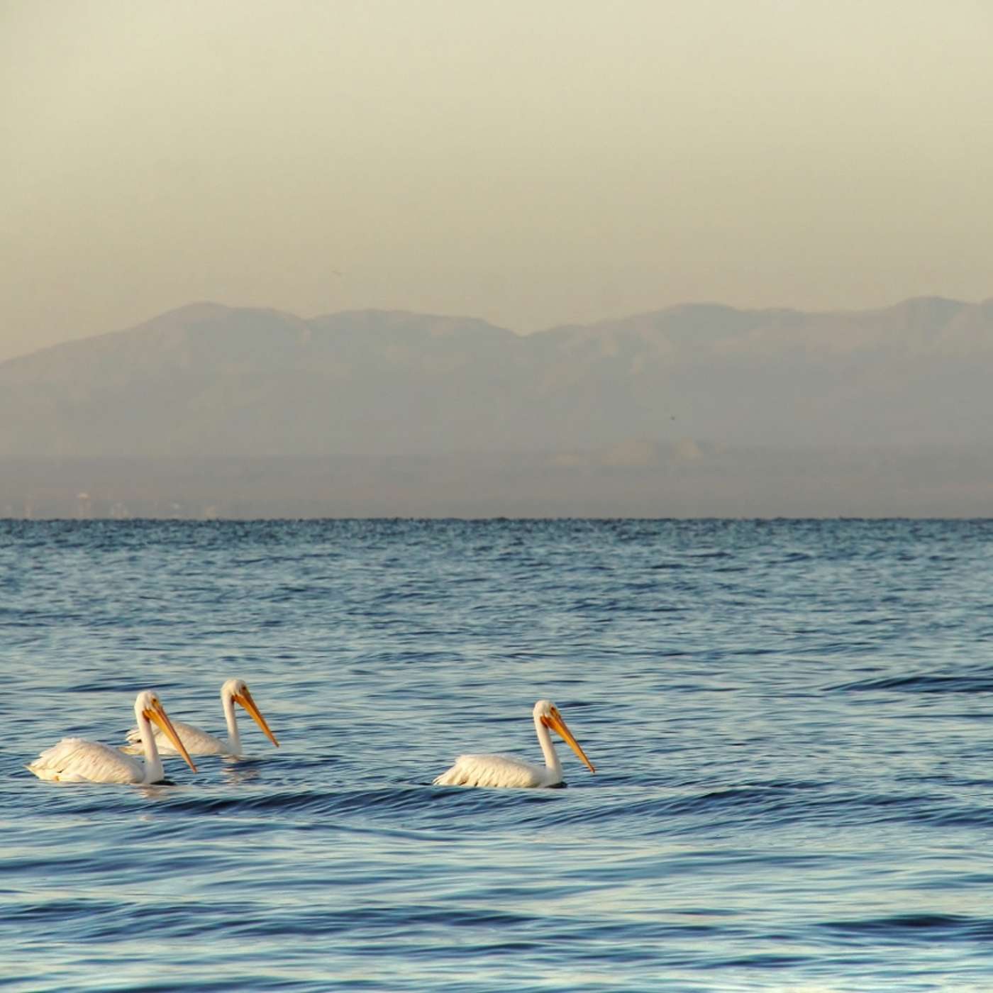 cover of episode The Salton Sea and The Banqiao Dam Failure