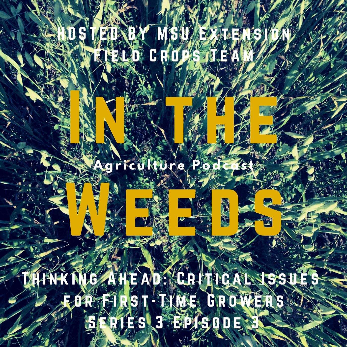 In the Weeds: Thinking Ahead: Critical Issues for First-Time Growers episode artwork