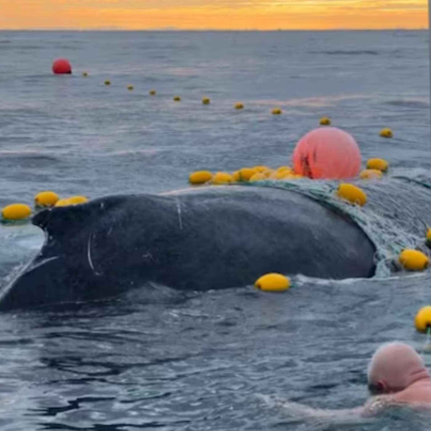 S3 E27: Saving Wildlife from Deadly Shark Nets with Brenton Owens, Kaelan Lockhart and Pierick Martin