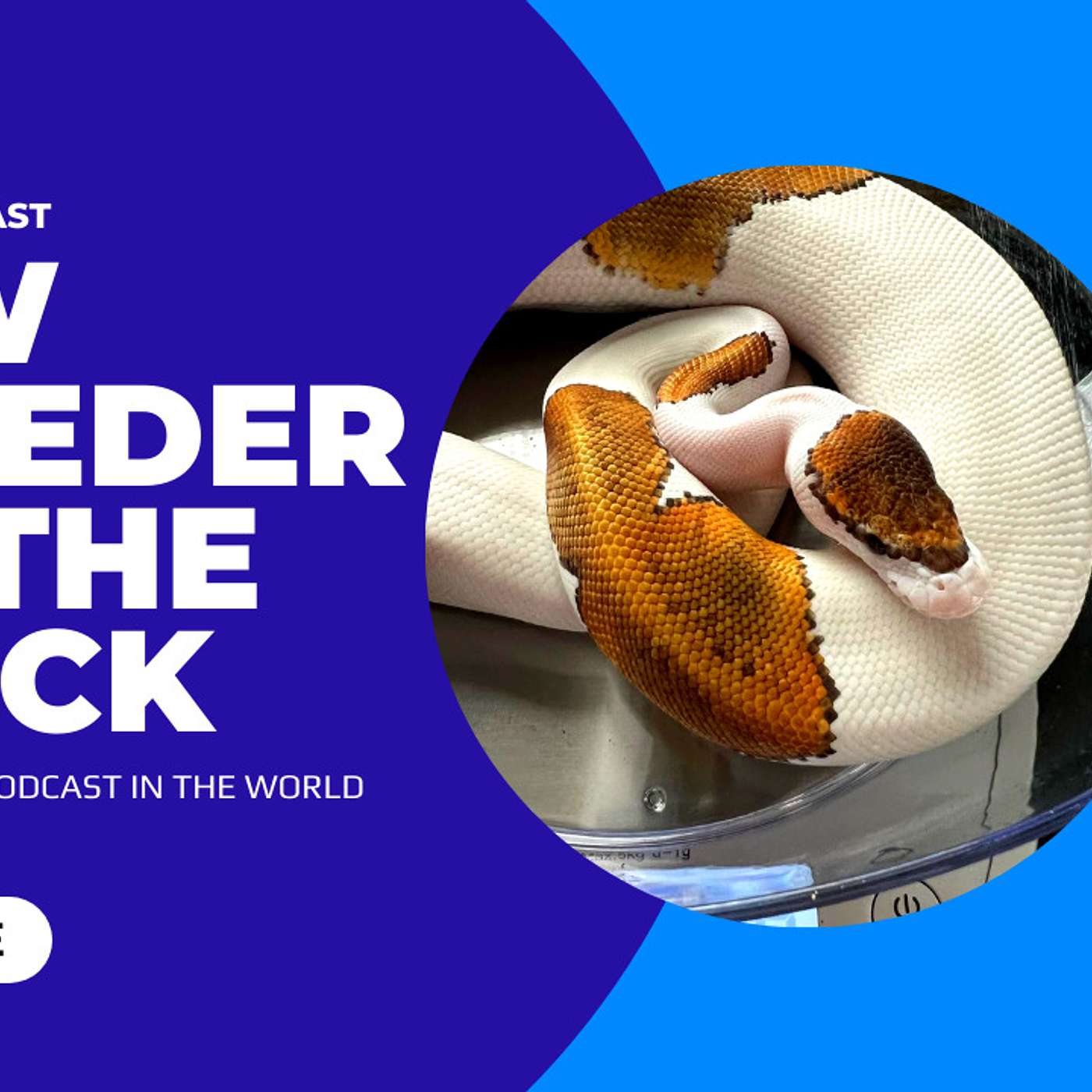Who Anthony Joyner of Joy 7 Reptiles decided to invest with & why? | New Breeder On The Block Series