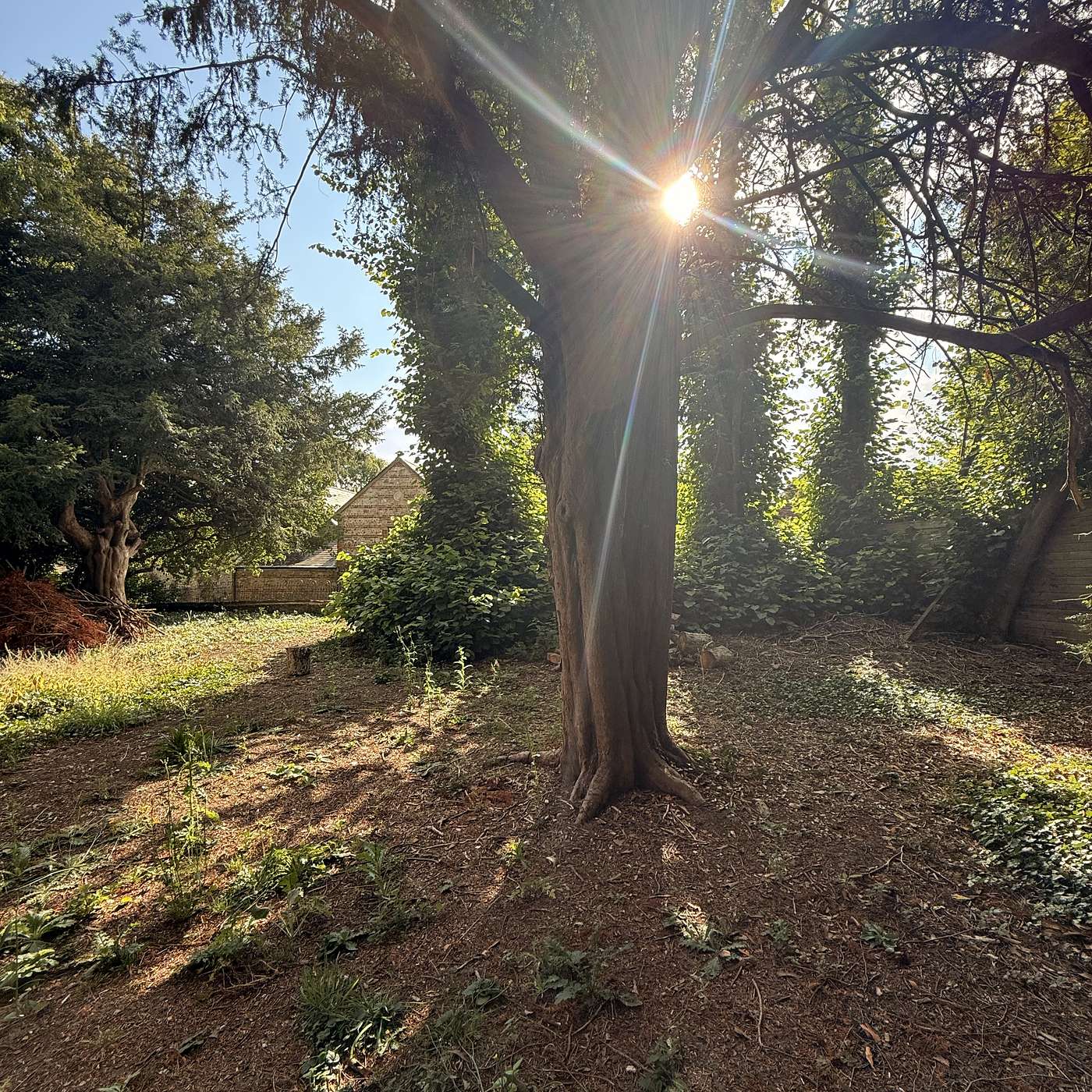 A stroll through an Enchanted Graveyard, where a loving Cat appeared to soothe my heart; and poor Pepys has Broken Brains