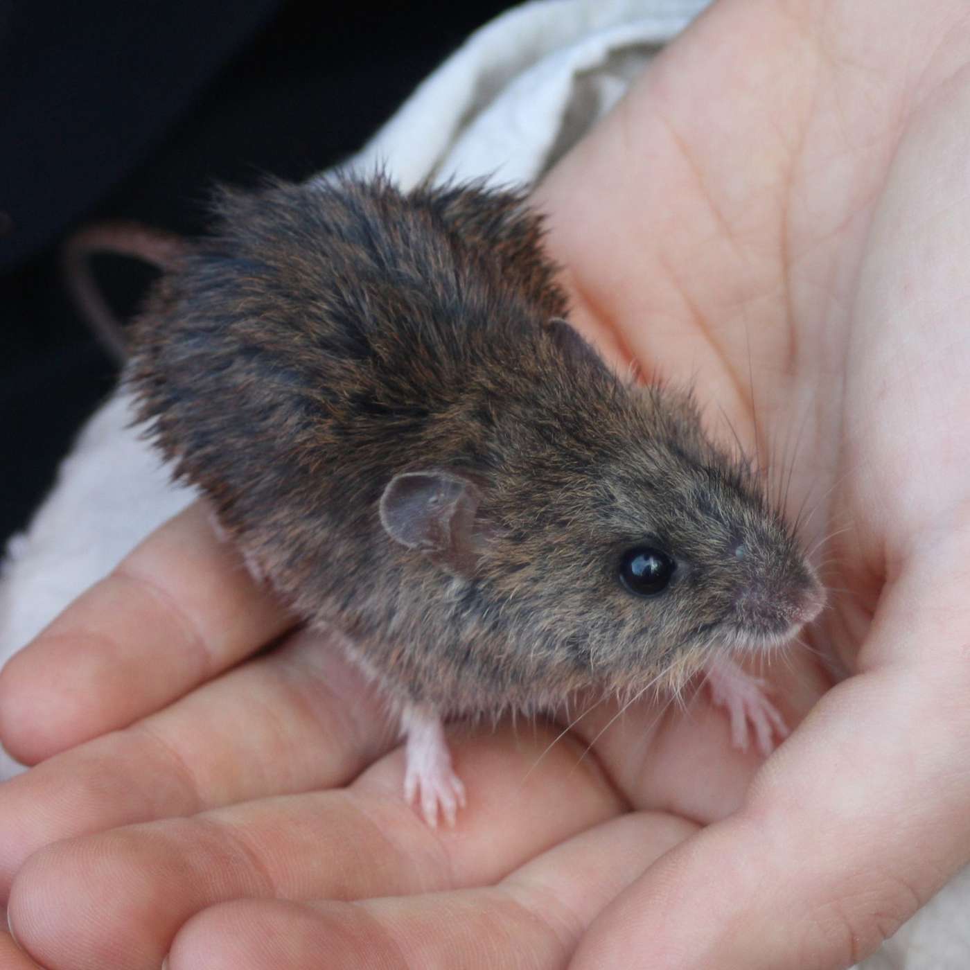 Interview: Phoebe tells us about cute native mice & sex-crazed marsupials