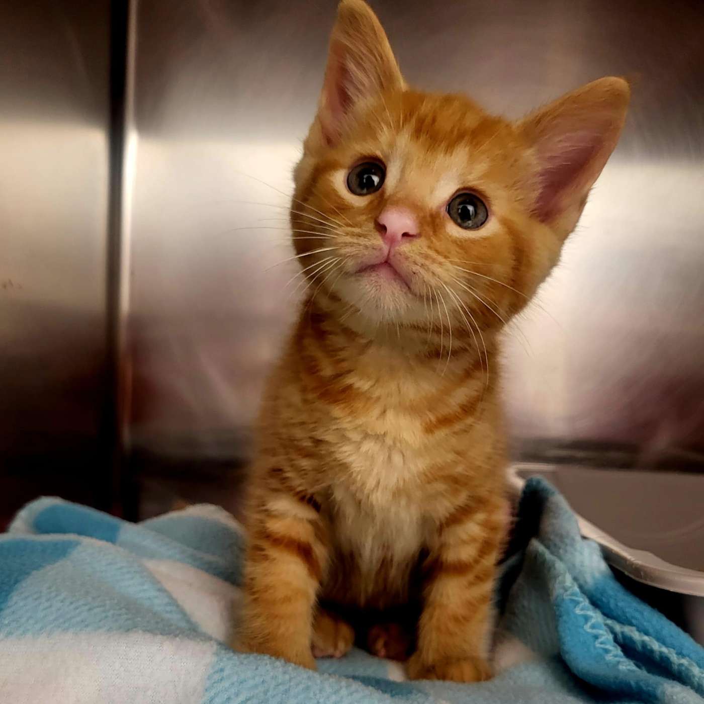 Some startling stats about HOW many kittens one cat can be responsible for. Please spay and neuter!