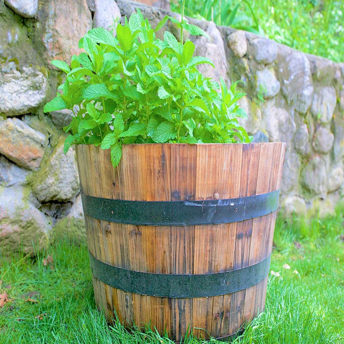 Pretty Plant to Decorate the Winter Garden You Can Eat