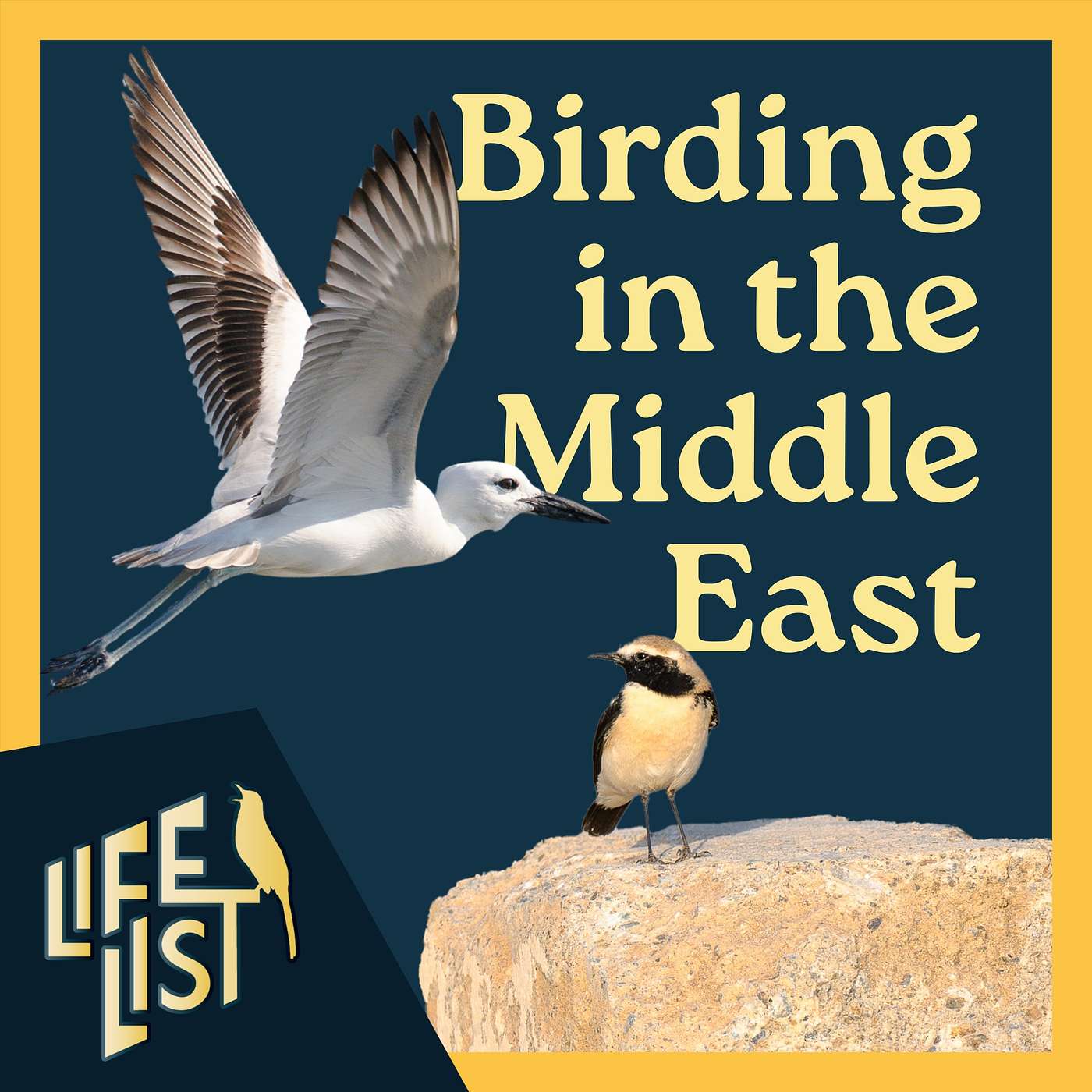 Middle East birding, missiles, and Mollee's long way home