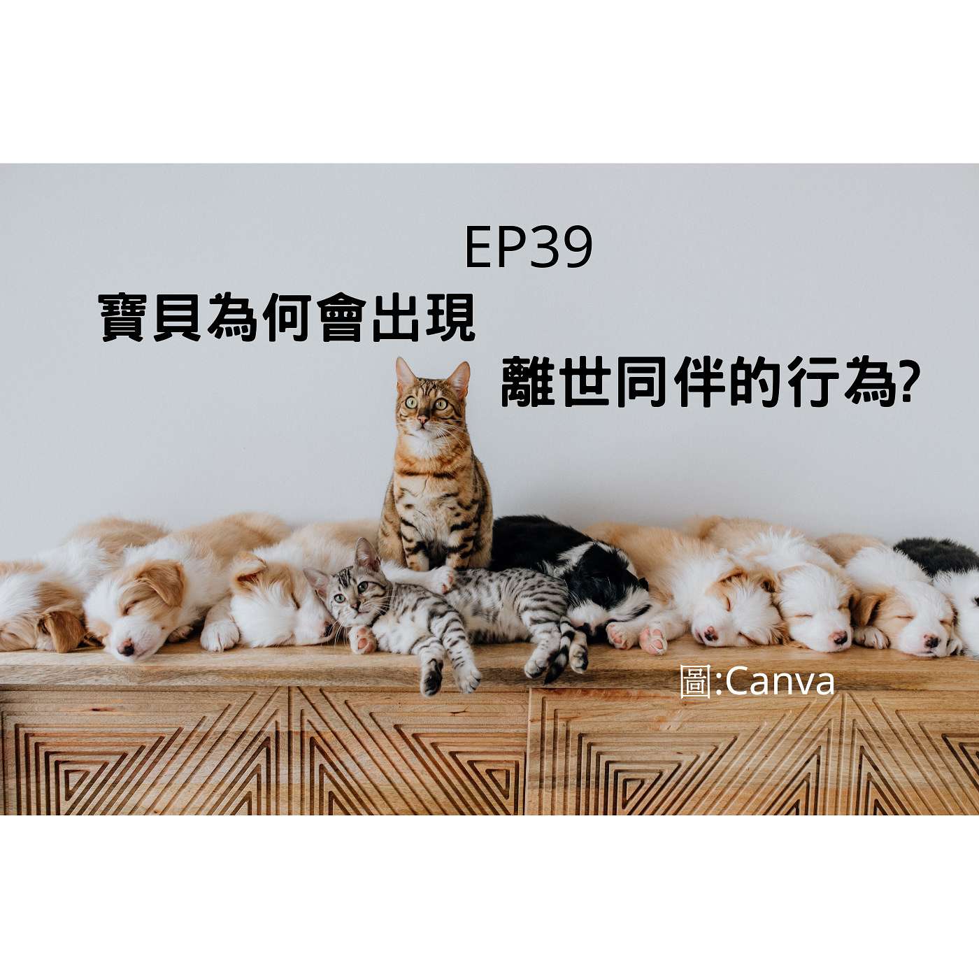 從0到1媒體人X斜槓 EP39匪夷所思！毛孩出現剛離世同伴的日常行為，為哪般？(柚子貍&安妮動物園) episode artwork