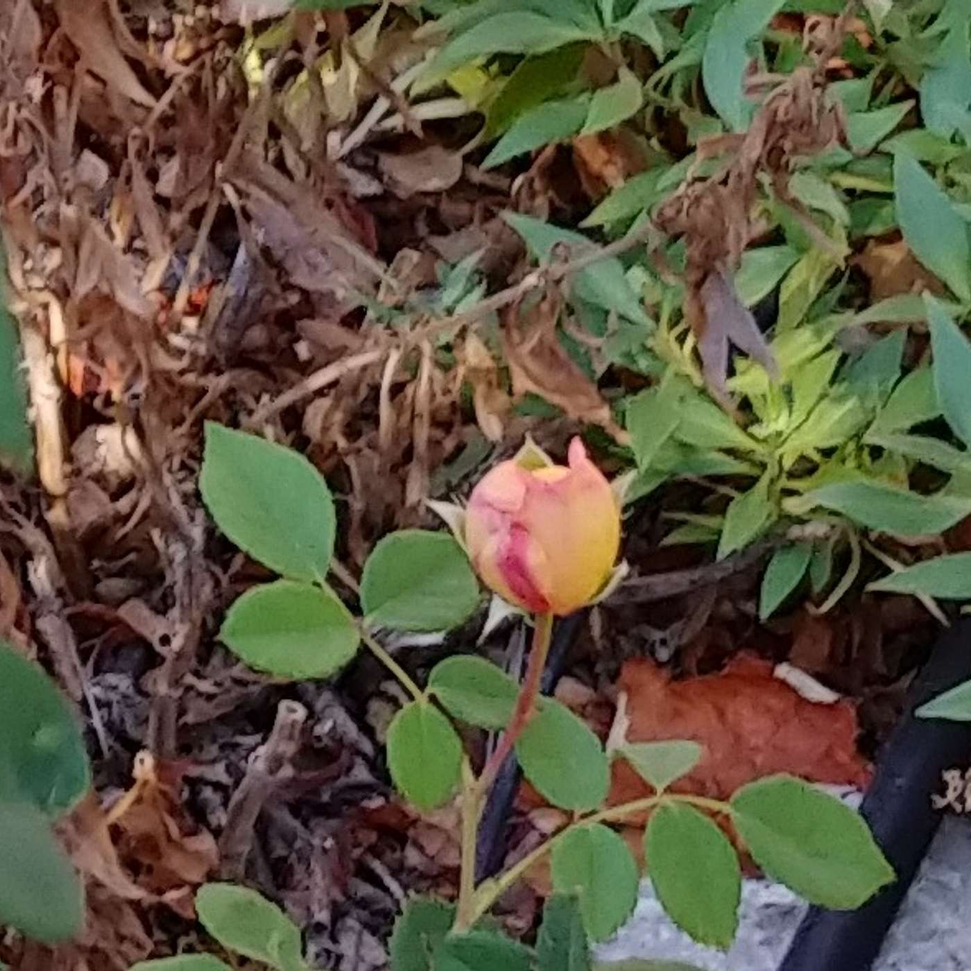 First Cup of Coffee - October 23, 2020