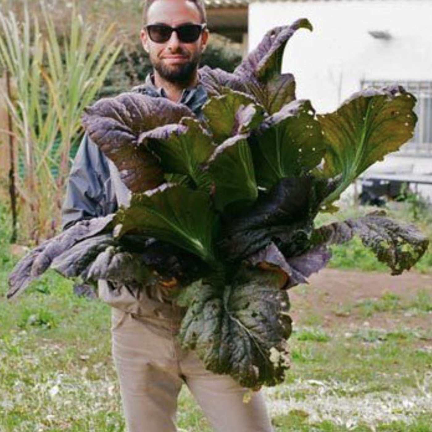 בני ליפשיץ מטפח גינות מזינות