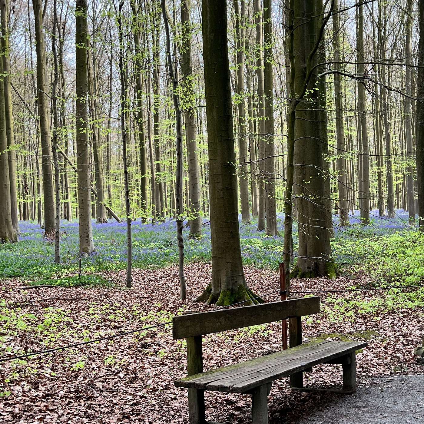 273. Nurturing the Soul with Forest Whispers