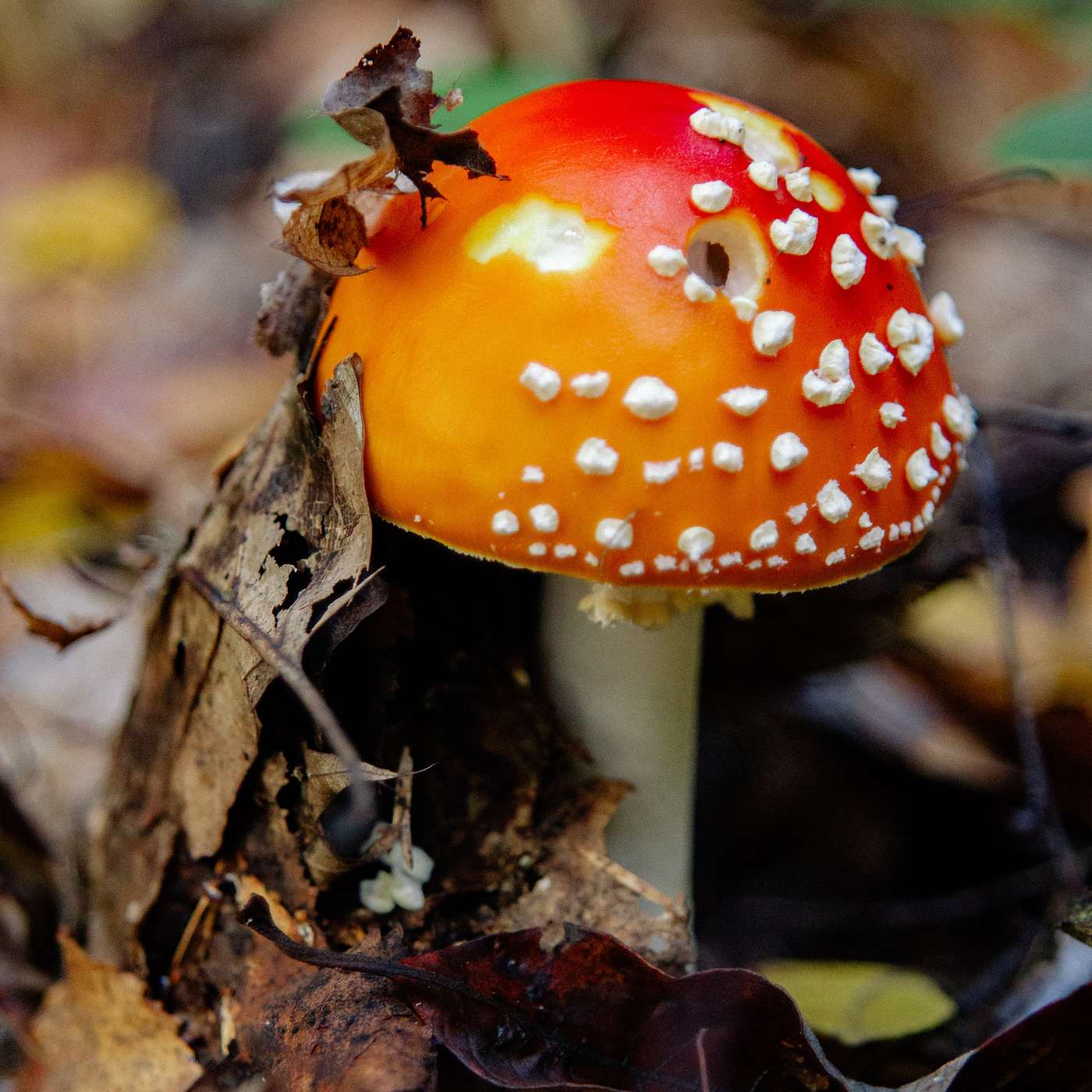 Germans put the fun in fungi Germans put the fun in fungi