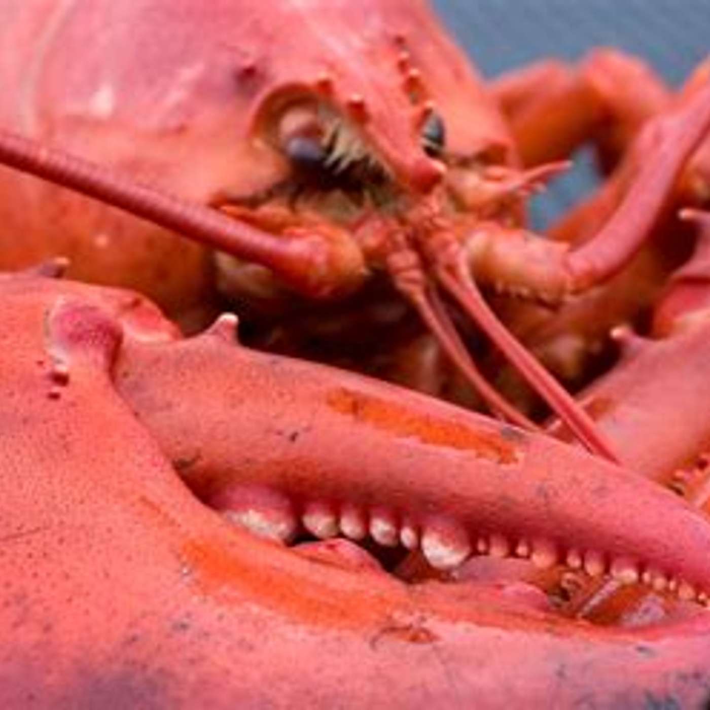 For the  sake off Lobsters episode artwork