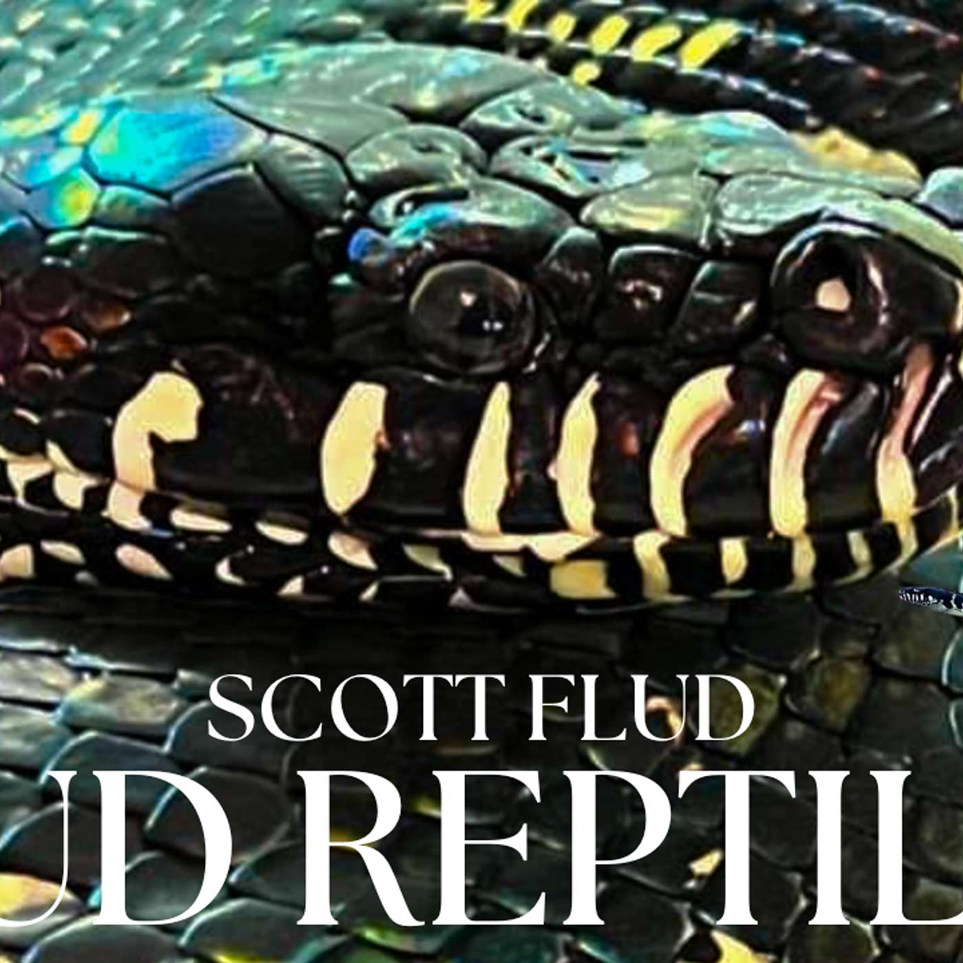 HOW TO SUCCESSFULLY BREED BOELENS PYTHON | TRAP TALK W/ FLUD REPTILES