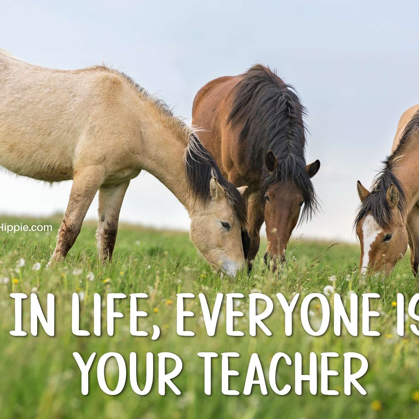 Everyone is Your Teacher