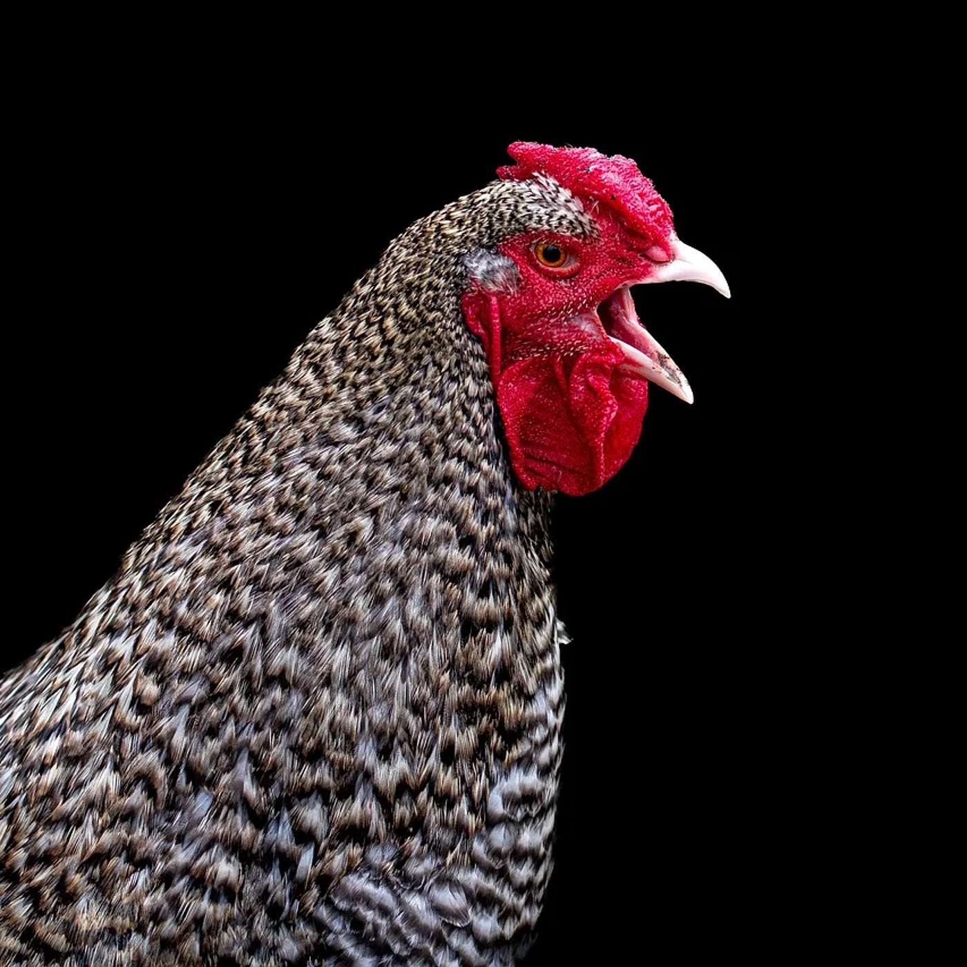 12.17.2024 -- NLS -- Drones, Nuggets, and the Great Poultry Portfolio Debate episode artwork