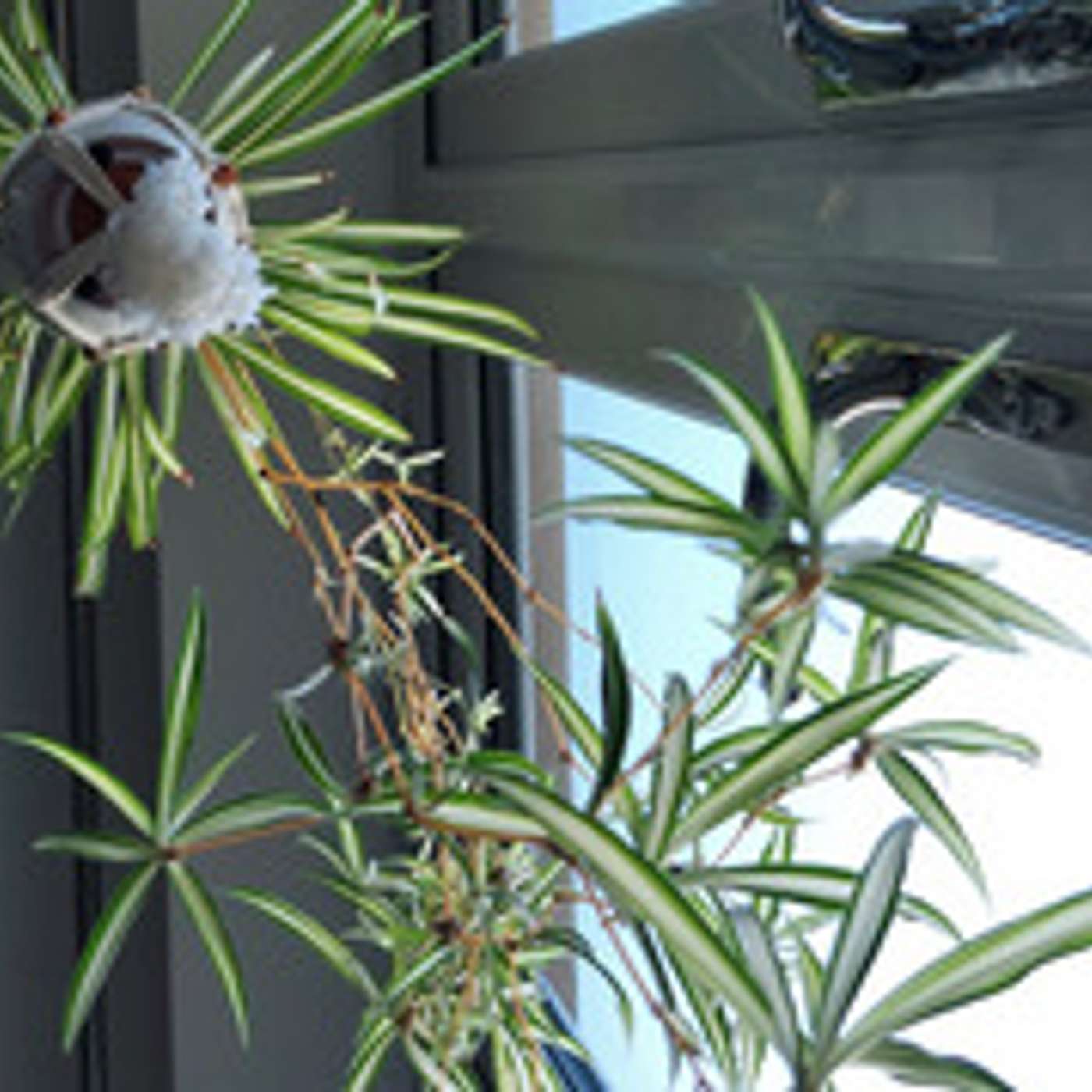 The Spider Plant